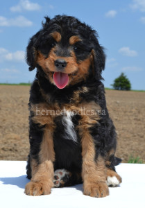 bernedoodles, bernedoodles, bernedoodle, bernedoodle, bernedoodle, bernedoodle, bernedoodle, bernedoodle puppies, bernedoodle breeders, bernedoodles, bernedoodle puppies, available bernedoodle puppies, available Bernedoodle puppies, tri colour bernedoodle,bernedoodle, bernedoodle, bernedoodle, bernedoodle, bernedoodles, bernedoodle puppies Ontario, bernedoodle, bernedooodle, bernedoodle, bernedoodle, bernedoodle, bernedoodle, bernedoodles, bernedoodle puppies, bernedoodle puppy, bernedoodle breeder in Canada, bernedoodle breeder in Ontario, bernedoodles, bernedoodles for sale, bernedoodles, Willow Brooke Bernedoodles, bernadoodles, available puppies, available Bernedoodle puppies, bernedoodles British Columbia, bernedoodles Alberta, bernedoodles Ontario, bernedoodles Toronto, bernedoodles Quebec, bernedoodles Nova Scotia, bernedoodles Newfoundland, bernedoodles New Brunswick, Bernese mountain dog, labradoodles, goldendoodles, bernedoodles, swiss ridge, swiss ridge kennel, swiss ridge bernedoodles, bernadoodles, berniedoodles, bernedoodles for sale, bernedoodles, bernedoodle, bernedoodle, bernedoodle, bernedoodle, bernedoodle, bernedoodle, bernedoodles, bernedoodles, bernedoodles, bernedoodle, bernedoodle puppy, bernedoodles Toronto, bernedoodles, bernedoodles, bernedoodle, bernedoodles, bernedoodle, bernedoodle, bernedoodle, bernedoodle, bernedoodle, bernedoodle, bernedoodles, bernedoodle, bernedoodles, bernedoodles, bernedoodles, Willow Brooke Bernedoodles, available Bernedoodle puppies, Bernedoodles Canada, bernedoodle, burnadoodle, berniedoodle, bernadoodle, bernadoodle, bernedoodle, bernedoodles, Bernedoodles, Bernese Mountain Dog, Poodle, Standard Poodle, Moyan Poodle, Mini Bernedoodle, Medium Bernedoodle, Standard Bernedoodle, Bernedoodles, bernedoodle, Bernedoodle Canada, bernedoodles bernedoodles bernedoodles, bernedoodles, Willow Brooke Bernedoodles, available bernedoodles, available Bernedoodles, Bernedoodles, bernedoodles, bernedoodle, bernedoodle, bernedoodles, bernedoodle, bernedoodle, bernedoodles, bernedoodle puppy, bernedoodle, bernedoodle, bernedoodles, bernedoodles, bernedoodle, bernedoodle, bernedoodles, bernedoodle puppies, bernedoodle breeder, Ontario bernedoodle puppies, bernedoodles for sale, available bernedoodle puppies, bernedoodle litters, bernedoodles in New York, bernedoodle, bernedoodle puppy, bernedoodle puppies, bernedoodles Ontario, bernedoodle, bernadoodle, bernadoodle, bernedoodles, bernedoodle puppies for sale, puppies for sale, bernedoodle, berniedoodle, bernedoodles in ontario, bernedoodles in Canada