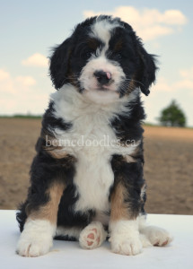 bernedoodles, bernedoodles, bernedoodle, bernedoodle, bernedoodle, bernedoodle, bernedoodle, bernedoodle puppies, bernedoodle breeders, bernedoodles, bernedoodle puppies, available bernedoodle puppies, available Bernedoodle puppies, tri colour bernedoodle,bernedoodle, bernedoodle, bernedoodle, bernedoodle, bernedoodles, bernedoodle puppies Ontario, bernedoodle, bernedooodle, bernedoodle, bernedoodle, bernedoodle, bernedoodle, bernedoodles, bernedoodle puppies, bernedoodle puppy, bernedoodle breeder in Canada, bernedoodle breeder in Ontario, bernedoodles, bernedoodles for sale, bernedoodles, Willow Brooke Bernedoodles, bernadoodles, available puppies, available Bernedoodle puppies, bernedoodles British Columbia, bernedoodles Alberta, bernedoodles Ontario, bernedoodles Toronto, bernedoodles Quebec, bernedoodles Nova Scotia, bernedoodles Newfoundland, bernedoodles New Brunswick, Bernese mountain dog, labradoodles, goldendoodles, bernedoodles, swiss ridge, swiss ridge kennel, swiss ridge bernedoodles, bernadoodles, berniedoodles, bernedoodles for sale, bernedoodles, bernedoodle, bernedoodle, bernedoodle, bernedoodle, bernedoodle, bernedoodle, bernedoodles, bernedoodles, bernedoodles, bernedoodle, bernedoodle puppy, bernedoodles Toronto, bernedoodles, bernedoodles, bernedoodle, bernedoodles, bernedoodle, bernedoodle, bernedoodle, bernedoodle, bernedoodle, bernedoodle, bernedoodles, bernedoodle, bernedoodles, bernedoodles, bernedoodles, Willow Brooke Bernedoodles, available Bernedoodle puppies, Bernedoodles Canada, bernedoodle, burnadoodle, berniedoodle, bernadoodle, bernadoodle, bernedoodle, bernedoodles, Bernedoodles, Bernese Mountain Dog, Poodle, Standard Poodle, Moyan Poodle, Mini Bernedoodle, Medium Bernedoodle, Standard Bernedoodle, Bernedoodles, bernedoodle, Bernedoodle Canada, bernedoodles bernedoodles bernedoodles, bernedoodles, Willow Brooke Bernedoodles, available bernedoodles, available Bernedoodles, Bernedoodles, bernedoodles, bernedoodle, bernedoodle, bernedoodles, bernedoodle, bernedoodle, bernedoodles, bernedoodle puppy, bernedoodle, bernedoodle, bernedoodles, bernedoodles, bernedoodle, bernedoodle, bernedoodles, bernedoodle puppies, bernedoodle breeder, Ontario bernedoodle puppies, bernedoodles for sale, available bernedoodle puppies, bernedoodle litters, bernedoodles in New York, bernedoodle, bernedoodle puppy, bernedoodle puppies, bernedoodles Ontario, bernedoodle, bernadoodle, bernadoodle, bernedoodles, bernedoodle puppies for sale, puppies for sale, bernedoodle, berniedoodle, bernedoodles in ontario, bernedoodles in Canada