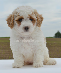 bernedoodles, bernedoodles, bernedoodle, bernedoodle, bernedoodle, bernedoodle, bernedoodle, bernedoodle puppies, bernedoodle breeders, bernedoodles, bernedoodle puppies, available bernedoodle puppies, available Bernedoodle puppies, tri colour bernedoodle,bernedoodle, bernedoodle, bernedoodle, bernedoodle, bernedoodles, bernedoodle puppies Ontario, bernedoodle, bernedooodle, bernedoodle, bernedoodle, bernedoodle, bernedoodle, bernedoodles, bernedoodle puppies, bernedoodle puppy, bernedoodle breeder in Canada, bernedoodle breeder in Ontario, bernedoodles, bernedoodles for sale, bernedoodles, Willow Brooke Bernedoodles, bernadoodles, available puppies, available Bernedoodle puppies, bernedoodles British Columbia, bernedoodles Alberta, bernedoodles Ontario, bernedoodles Toronto, bernedoodles Quebec, bernedoodles Nova Scotia, bernedoodles Newfoundland, bernedoodles New Brunswick, Bernese mountain dog, labradoodles, goldendoodles, bernedoodles, swiss ridge, swiss ridge kennel, swiss ridge bernedoodles, bernadoodles, berniedoodles, bernedoodles for sale, bernedoodles, bernedoodle, bernedoodle, bernedoodle, bernedoodle, bernedoodle, bernedoodle, bernedoodles, bernedoodles, bernedoodles, bernedoodle, bernedoodle puppy, bernedoodles Toronto, bernedoodles, bernedoodles, bernedoodle, bernedoodles, bernedoodle, bernedoodle, bernedoodle, bernedoodle, bernedoodle, bernedoodle, bernedoodles, bernedoodle, bernedoodles, bernedoodles, bernedoodles, Willow Brooke Bernedoodles, available Bernedoodle puppies, Bernedoodles Canada, bernedoodle, burnadoodle, berniedoodle, bernadoodle, bernadoodle, bernedoodle, bernedoodles, Bernedoodles, Bernese Mountain Dog, Poodle, Standard Poodle, Moyan Poodle, Mini Bernedoodle, Medium Bernedoodle, Standard Bernedoodle, Bernedoodles, bernedoodle, Bernedoodle Canada, bernedoodles bernedoodles bernedoodles, bernedoodles, Willow Brooke Bernedoodles, available bernedoodles, available Bernedoodles, Bernedoodles, bernedoodles, bernedoodle, bernedoodle, bernedoodles, bernedoodle, bernedoodle, bernedoodles, bernedoodle puppy, bernedoodle, bernedoodle, bernedoodles, bernedoodles, bernedoodle, bernedoodle, bernedoodles, bernedoodle puppies, bernedoodle breeder, Ontario bernedoodle puppies, bernedoodles for sale, available bernedoodle puppies, bernedoodle litters, bernedoodles in New York, bernedoodle, bernedoodle puppy, bernedoodle puppies, bernedoodles Ontario, bernedoodle, bernadoodle, bernadoodle, bernedoodles, bernedoodle puppies for sale, puppies for sale, bernedoodle, berniedoodle, bernedoodles in ontario, bernedoodles in Canada