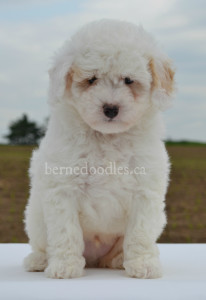 bernedoodles, bernedoodles, bernedoodle, bernedoodle, bernedoodle, bernedoodle, bernedoodle, bernedoodle puppies, bernedoodle breeders, bernedoodles, bernedoodle puppies, available bernedoodle puppies, available Bernedoodle puppies, tri colour bernedoodle,bernedoodle, bernedoodle, bernedoodle, bernedoodle, bernedoodles, bernedoodle puppies Ontario, bernedoodle, bernedooodle, bernedoodle, bernedoodle, bernedoodle, bernedoodle, bernedoodles, bernedoodle puppies, bernedoodle puppy, bernedoodle breeder in Canada, bernedoodle breeder in Ontario, bernedoodles, bernedoodles for sale, bernedoodles, Willow Brooke Bernedoodles, bernadoodles, available puppies, available Bernedoodle puppies, bernedoodles British Columbia, bernedoodles Alberta, bernedoodles Ontario, bernedoodles Toronto, bernedoodles Quebec, bernedoodles Nova Scotia, bernedoodles Newfoundland, bernedoodles New Brunswick, Bernese mountain dog, labradoodles, goldendoodles, bernedoodles, swiss ridge, swiss ridge kennel, swiss ridge bernedoodles, bernadoodles, berniedoodles, bernedoodles for sale, bernedoodles, bernedoodle, bernedoodle, bernedoodle, bernedoodle, bernedoodle, bernedoodle, bernedoodles, bernedoodles, bernedoodles, bernedoodle, bernedoodle puppy, bernedoodles Toronto, bernedoodles, bernedoodles, bernedoodle, bernedoodles, bernedoodle, bernedoodle, bernedoodle, bernedoodle, bernedoodle, bernedoodle, bernedoodles, bernedoodle, bernedoodles, bernedoodles, bernedoodles, Willow Brooke Bernedoodles, available Bernedoodle puppies, Bernedoodles Canada, bernedoodle, burnadoodle, berniedoodle, bernadoodle, bernadoodle, bernedoodle, bernedoodles, Bernedoodles, Bernese Mountain Dog, Poodle, Standard Poodle, Moyan Poodle, Mini Bernedoodle, Medium Bernedoodle, Standard Bernedoodle, Bernedoodles, bernedoodle, Bernedoodle Canada, bernedoodles bernedoodles bernedoodles, bernedoodles, Willow Brooke Bernedoodles, available bernedoodles, available Bernedoodles, Bernedoodles, bernedoodles, bernedoodle, bernedoodle, bernedoodles, bernedoodle, bernedoodle, bernedoodles, bernedoodle puppy, bernedoodle, bernedoodle, bernedoodles, bernedoodles, bernedoodle, bernedoodle, bernedoodles, bernedoodle puppies, bernedoodle breeder, Ontario bernedoodle puppies, bernedoodles for sale, available bernedoodle puppies, bernedoodle litters, bernedoodles in New York, bernedoodle, bernedoodle puppy, bernedoodle puppies, bernedoodles Ontario, bernedoodle, bernadoodle, bernadoodle, bernedoodles, bernedoodle puppies for sale, puppies for sale, bernedoodle, berniedoodle, bernedoodles in ontario, bernedoodles in Canada