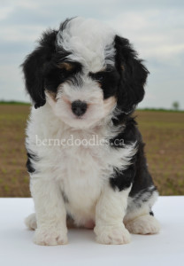 bernedoodles, bernedoodles, bernedoodle, bernedoodle, bernedoodle, bernedoodle, bernedoodle, bernedoodle puppies, bernedoodle breeders, bernedoodles, bernedoodle puppies, available bernedoodle puppies, available Bernedoodle puppies, tri colour bernedoodle,bernedoodle, bernedoodle, bernedoodle, bernedoodle, bernedoodles, bernedoodle puppies Ontario, bernedoodle, bernedooodle, bernedoodle, bernedoodle, bernedoodle, bernedoodle, bernedoodles, bernedoodle puppies, bernedoodle puppy, bernedoodle breeder in Canada, bernedoodle breeder in Ontario, bernedoodles, bernedoodles for sale, bernedoodles, Willow Brooke Bernedoodles, bernadoodles, available puppies, available Bernedoodle puppies, bernedoodles British Columbia, bernedoodles Alberta, bernedoodles Ontario, bernedoodles Toronto, bernedoodles Quebec, bernedoodles Nova Scotia, bernedoodles Newfoundland, bernedoodles New Brunswick, Bernese mountain dog, labradoodles, goldendoodles, bernedoodles, swiss ridge, swiss ridge kennel, swiss ridge bernedoodles, bernadoodles, berniedoodles, bernedoodles for sale, bernedoodles, bernedoodle, bernedoodle, bernedoodle, bernedoodle, bernedoodle, bernedoodle, bernedoodles, bernedoodles, bernedoodles, bernedoodle, bernedoodle puppy, bernedoodles Toronto, bernedoodles, bernedoodles, bernedoodle, bernedoodles, bernedoodle, bernedoodle, bernedoodle, bernedoodle, bernedoodle, bernedoodle, bernedoodles, bernedoodle, bernedoodles, bernedoodles, bernedoodles, Willow Brooke Bernedoodles, available Bernedoodle puppies, Bernedoodles Canada, bernedoodle, burnadoodle, berniedoodle, bernadoodle, bernadoodle, bernedoodle, bernedoodles, Bernedoodles, Bernese Mountain Dog, Poodle, Standard Poodle, Moyan Poodle, Mini Bernedoodle, Medium Bernedoodle, Standard Bernedoodle, Bernedoodles, bernedoodle, Bernedoodle Canada, bernedoodles bernedoodles bernedoodles, bernedoodles, Willow Brooke Bernedoodles, available bernedoodles, available Bernedoodles, Bernedoodles, bernedoodles, bernedoodle, bernedoodle, bernedoodles, bernedoodle, bernedoodle, bernedoodles, bernedoodle puppy, bernedoodle, bernedoodle, bernedoodles, bernedoodles, bernedoodle, bernedoodle, bernedoodles, bernedoodle puppies, bernedoodle breeder, Ontario bernedoodle puppies, bernedoodles for sale, available bernedoodle puppies, bernedoodle litters, bernedoodles in New York, bernedoodle, bernedoodle puppy, bernedoodle puppies, bernedoodles Ontario, bernedoodle, bernadoodle, bernadoodle, bernedoodles, bernedoodle puppies for sale, puppies for sale, bernedoodle, berniedoodle, bernedoodles in ontario, bernedoodles in Canada