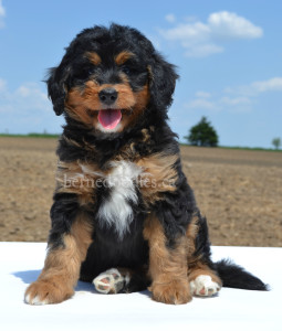 bernedoodles, bernedoodles, bernedoodle, bernedoodle, bernedoodle, bernedoodle, bernedoodle, bernedoodle puppies, bernedoodle breeders, bernedoodles, bernedoodle puppies, available bernedoodle puppies, available Bernedoodle puppies, tri colour bernedoodle,bernedoodle, bernedoodle, bernedoodle, bernedoodle, bernedoodles, bernedoodle puppies Ontario, bernedoodle, bernedooodle, bernedoodle, bernedoodle, bernedoodle, bernedoodle, bernedoodles, bernedoodle puppies, bernedoodle puppy, bernedoodle breeder in Canada, bernedoodle breeder in Ontario, bernedoodles, bernedoodles for sale, bernedoodles, Willow Brooke Bernedoodles, bernadoodles, available puppies, available Bernedoodle puppies, bernedoodles British Columbia, bernedoodles Alberta, bernedoodles Ontario, bernedoodles Toronto, bernedoodles Quebec, bernedoodles Nova Scotia, bernedoodles Newfoundland, bernedoodles New Brunswick, Bernese mountain dog, labradoodles, goldendoodles, bernedoodles, swiss ridge, swiss ridge kennel, swiss ridge bernedoodles, bernadoodles, berniedoodles, bernedoodles for sale, bernedoodles, bernedoodle, bernedoodle, bernedoodle, bernedoodle, bernedoodle, bernedoodle, bernedoodles, bernedoodles, bernedoodles, bernedoodle, bernedoodle puppy, bernedoodles Toronto, bernedoodles, bernedoodles, bernedoodle, bernedoodles, bernedoodle, bernedoodle, bernedoodle, bernedoodle, bernedoodle, bernedoodle, bernedoodles, bernedoodle, bernedoodles, bernedoodles, bernedoodles, Willow Brooke Bernedoodles, available Bernedoodle puppies, Bernedoodles Canada, bernedoodle, burnadoodle, berniedoodle, bernadoodle, bernadoodle, bernedoodle, bernedoodles, Bernedoodles, Bernese Mountain Dog, Poodle, Standard Poodle, Moyan Poodle, Mini Bernedoodle, Medium Bernedoodle, Standard Bernedoodle, Bernedoodles, bernedoodle, Bernedoodle Canada, bernedoodles bernedoodles bernedoodles, bernedoodles, Willow Brooke Bernedoodles, available bernedoodles, available Bernedoodles, Bernedoodles, bernedoodles, bernedoodle, bernedoodle, bernedoodles, bernedoodle, bernedoodle, bernedoodles, bernedoodle puppy, bernedoodle, bernedoodle, bernedoodles, bernedoodles, bernedoodle, bernedoodle, bernedoodles, bernedoodle puppies, bernedoodle breeder, Ontario bernedoodle puppies, bernedoodles for sale, available bernedoodle puppies, bernedoodle litters, bernedoodles in New York, bernedoodle, bernedoodle puppy, bernedoodle puppies, bernedoodles Ontario, bernedoodle, bernadoodle, bernadoodle, bernedoodles, bernedoodle puppies for sale, puppies for sale, bernedoodle, berniedoodle, bernedoodles in ontario, bernedoodles in Canada