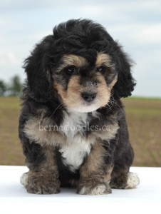 bernedoodles, bernedoodles, bernedoodle, bernedoodle, bernedoodle, bernedoodle, bernedoodle, bernedoodle puppies, bernedoodle breeders, bernedoodles, bernedoodle puppies, available bernedoodle puppies, available Bernedoodle puppies, tri colour bernedoodle,bernedoodle, bernedoodle, bernedoodle, bernedoodle, bernedoodles, bernedoodle puppies Ontario, bernedoodle, bernedooodle, bernedoodle, bernedoodle, bernedoodle, bernedoodle, bernedoodles, bernedoodle puppies, bernedoodle puppy, bernedoodle breeder in Canada, bernedoodle breeder in Ontario, bernedoodles, bernedoodles for sale, bernedoodles, Willow Brooke Bernedoodles, bernadoodles, available puppies, available Bernedoodle puppies, bernedoodles British Columbia, bernedoodles Alberta, bernedoodles Ontario, bernedoodles Toronto, bernedoodles Quebec, bernedoodles Nova Scotia, bernedoodles Newfoundland, bernedoodles New Brunswick, Bernese mountain dog, labradoodles, goldendoodles, bernedoodles, swiss ridge, swiss ridge kennel, swiss ridge bernedoodles, bernadoodles, berniedoodles, bernedoodles for sale, bernedoodles, bernedoodle, bernedoodle, bernedoodle, bernedoodle, bernedoodle, bernedoodle, bernedoodles, bernedoodles, bernedoodles, bernedoodle, bernedoodle puppy, bernedoodles Toronto, bernedoodles, bernedoodles, bernedoodle, bernedoodles, bernedoodle, bernedoodle, bernedoodle, bernedoodle, bernedoodle, bernedoodle, bernedoodles, bernedoodle, bernedoodles, bernedoodles, bernedoodles, Willow Brooke Bernedoodles, available Bernedoodle puppies, Bernedoodles Canada, bernedoodle, burnadoodle, berniedoodle, bernadoodle, bernadoodle, bernedoodle, bernedoodles, Bernedoodles, Bernese Mountain Dog, Poodle, Standard Poodle, Moyan Poodle, Mini Bernedoodle, Medium Bernedoodle, Standard Bernedoodle, Bernedoodles, bernedoodle, Bernedoodle Canada, bernedoodles bernedoodles bernedoodles, bernedoodles, Willow Brooke Bernedoodles, available bernedoodles, available Bernedoodles, Bernedoodles, bernedoodles, bernedoodle, bernedoodle, bernedoodles, bernedoodle, bernedoodle, bernedoodles, bernedoodle puppy, bernedoodle, bernedoodle, bernedoodles, bernedoodles, bernedoodle, bernedoodle, bernedoodles, bernedoodle puppies, bernedoodle breeder, Ontario bernedoodle puppies, bernedoodles for sale, available bernedoodle puppies, bernedoodle litters, bernedoodles in New York, bernedoodle, bernedoodle puppy, bernedoodle puppies, bernedoodles Ontario, bernedoodle, bernadoodle, bernadoodle, bernedoodles, bernedoodle puppies for sale, puppies for sale, bernedoodle, berniedoodle, bernedoodles in ontario, bernedoodles in Canada