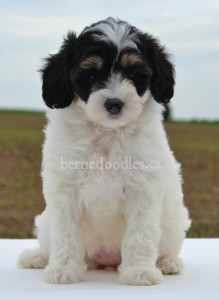 bernedoodles, bernedoodles, bernedoodle, bernedoodle, bernedoodle, bernedoodle, bernedoodle, bernedoodle puppies, bernedoodle breeders, bernedoodles, bernedoodle puppies, available bernedoodle puppies, available Bernedoodle puppies, tri colour bernedoodle,bernedoodle, bernedoodle, bernedoodle, bernedoodle, bernedoodles, bernedoodle puppies Ontario, bernedoodle, bernedooodle, bernedoodle, bernedoodle, bernedoodle, bernedoodle, bernedoodles, bernedoodle puppies, bernedoodle puppy, bernedoodle breeder in Canada, bernedoodle breeder in Ontario, bernedoodles, bernedoodles for sale, bernedoodles, Willow Brooke Bernedoodles, bernadoodles, available puppies, available Bernedoodle puppies, bernedoodles British Columbia, bernedoodles Alberta, bernedoodles Ontario, bernedoodles Toronto, bernedoodles Quebec, bernedoodles Nova Scotia, bernedoodles Newfoundland, bernedoodles New Brunswick, Bernese mountain dog, labradoodles, goldendoodles, bernedoodles, swiss ridge, swiss ridge kennel, swiss ridge bernedoodles, bernadoodles, berniedoodles, bernedoodles for sale, bernedoodles, bernedoodle, bernedoodle, bernedoodle, bernedoodle, bernedoodle, bernedoodle, bernedoodles, bernedoodles, bernedoodles, bernedoodle, bernedoodle puppy, bernedoodles Toronto, bernedoodles, bernedoodles, bernedoodle, bernedoodles, bernedoodle, bernedoodle, bernedoodle, bernedoodle, bernedoodle, bernedoodle, bernedoodles, bernedoodle, bernedoodles, bernedoodles, bernedoodles, Willow Brooke Bernedoodles, available Bernedoodle puppies, Bernedoodles Canada, bernedoodle, burnadoodle, berniedoodle, bernadoodle, bernadoodle, bernedoodle, bernedoodles, Bernedoodles, Bernese Mountain Dog, Poodle, Standard Poodle, Moyan Poodle, Mini Bernedoodle, Medium Bernedoodle, Standard Bernedoodle, Bernedoodles, bernedoodle, Bernedoodle Canada, bernedoodles bernedoodles bernedoodles, bernedoodles, Willow Brooke Bernedoodles, available bernedoodles, available Bernedoodles, Bernedoodles, bernedoodles, bernedoodle, bernedoodle, bernedoodles, bernedoodle, bernedoodle, bernedoodles, bernedoodle puppy, bernedoodle, bernedoodle, bernedoodles, bernedoodles, bernedoodle, bernedoodle, bernedoodles, bernedoodle puppies, bernedoodle breeder, Ontario bernedoodle puppies, bernedoodles for sale, available bernedoodle puppies, bernedoodle litters, bernedoodles in New York, bernedoodle, bernedoodle puppy, bernedoodle puppies, bernedoodles Ontario, bernedoodle, bernadoodle, bernadoodle, bernedoodles, bernedoodle puppies for sale, puppies for sale, bernedoodle, berniedoodle, bernedoodles in ontario, bernedoodles in Canada