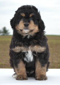 bernedoodles, bernedoodles, bernedoodle, bernedoodle, bernedoodle, bernedoodle, bernedoodle, bernedoodle puppies, bernedoodle breeders, bernedoodles, bernedoodle puppies, available bernedoodle puppies, available Bernedoodle puppies, tri colour bernedoodle,bernedoodle, bernedoodle, bernedoodle, bernedoodle, bernedoodles, bernedoodle puppies Ontario, bernedoodle, bernedooodle, bernedoodle, bernedoodle, bernedoodle, bernedoodle, bernedoodles, bernedoodle puppies, bernedoodle puppy, bernedoodle breeder in Canada, bernedoodle breeder in Ontario, bernedoodles, bernedoodles for sale, bernedoodles, Willow Brooke Bernedoodles, bernadoodles, available puppies, available Bernedoodle puppies, bernedoodles British Columbia, bernedoodles Alberta, bernedoodles Ontario, bernedoodles Toronto, bernedoodles Quebec, bernedoodles Nova Scotia, bernedoodles Newfoundland, bernedoodles New Brunswick, Bernese mountain dog, labradoodles, goldendoodles, bernedoodles, swiss ridge, swiss ridge kennel, swiss ridge bernedoodles, bernadoodles, berniedoodles, bernedoodles for sale, bernedoodles, bernedoodle, bernedoodle, bernedoodle, bernedoodle, bernedoodle, bernedoodle, bernedoodles, bernedoodles, bernedoodles, bernedoodle, bernedoodle puppy, bernedoodles Toronto, bernedoodles, bernedoodles, bernedoodle, bernedoodles, bernedoodle, bernedoodle, bernedoodle, bernedoodle, bernedoodle, bernedoodle, bernedoodles, bernedoodle, bernedoodles, bernedoodles, bernedoodles, Willow Brooke Bernedoodles, available Bernedoodle puppies, Bernedoodles Canada, bernedoodle, burnadoodle, berniedoodle, bernadoodle, bernadoodle, bernedoodle, bernedoodles, Bernedoodles, Bernese Mountain Dog, Poodle, Standard Poodle, Moyan Poodle, Mini Bernedoodle, Medium Bernedoodle, Standard Bernedoodle, Bernedoodles, bernedoodle, Bernedoodle Canada, bernedoodles bernedoodles bernedoodles, bernedoodles, Willow Brooke Bernedoodles, available bernedoodles, available Bernedoodles, Bernedoodles, bernedoodles, bernedoodle, bernedoodle, bernedoodles, bernedoodle, bernedoodle, bernedoodles, bernedoodle puppy, bernedoodle, bernedoodle, bernedoodles, bernedoodles, bernedoodle, bernedoodle, bernedoodles, bernedoodle puppies, bernedoodle breeder, Ontario bernedoodle puppies, bernedoodles for sale, available bernedoodle puppies, bernedoodle litters, bernedoodles in New York, bernedoodle, bernedoodle puppy, bernedoodle puppies, bernedoodles Ontario, bernedoodle, bernadoodle, bernadoodle, bernedoodles, bernedoodle puppies for sale, puppies for sale, bernedoodle, berniedoodle, bernedoodles in ontario, bernedoodles in Canada