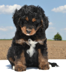 bernedoodles, bernedoodles, bernedoodle, bernedoodle, bernedoodle, bernedoodle, bernedoodle, bernedoodle puppies, bernedoodle breeders, bernedoodles, bernedoodle puppies, available bernedoodle puppies, available Bernedoodle puppies, tri colour bernedoodle,bernedoodle, bernedoodle, bernedoodle, bernedoodle, bernedoodles, bernedoodle puppies Ontario, bernedoodle, bernedooodle, bernedoodle, bernedoodle, bernedoodle, bernedoodle, bernedoodles, bernedoodle puppies, bernedoodle puppy, bernedoodle breeder in Canada, bernedoodle breeder in Ontario, bernedoodles, bernedoodles for sale, bernedoodles, Willow Brooke Bernedoodles, bernadoodles, available puppies, available Bernedoodle puppies, bernedoodles British Columbia, bernedoodles Alberta, bernedoodles Ontario, bernedoodles Toronto, bernedoodles Quebec, bernedoodles Nova Scotia, bernedoodles Newfoundland, bernedoodles New Brunswick, Bernese mountain dog, labradoodles, goldendoodles, bernedoodles, swiss ridge, swiss ridge kennel, swiss ridge bernedoodles, bernadoodles, berniedoodles, bernedoodles for sale, bernedoodles, bernedoodle, bernedoodle, bernedoodle, bernedoodle, bernedoodle, bernedoodle, bernedoodles, bernedoodles, bernedoodles, bernedoodle, bernedoodle puppy, bernedoodles Toronto, bernedoodles, bernedoodles, bernedoodle, bernedoodles, bernedoodle, bernedoodle, bernedoodle, bernedoodle, bernedoodle, bernedoodle, bernedoodles, bernedoodle, bernedoodles, bernedoodles, bernedoodles, Willow Brooke Bernedoodles, available Bernedoodle puppies, Bernedoodles Canada, bernedoodle, burnadoodle, berniedoodle, bernadoodle, bernadoodle, bernedoodle, bernedoodles, Bernedoodles, Bernese Mountain Dog, Poodle, Standard Poodle, Moyan Poodle, Mini Bernedoodle, Medium Bernedoodle, Standard Bernedoodle, Bernedoodles, bernedoodle, Bernedoodle Canada, bernedoodles bernedoodles bernedoodles, bernedoodles, Willow Brooke Bernedoodles, available bernedoodles, available Bernedoodles, Bernedoodles, bernedoodles, bernedoodle, bernedoodle, bernedoodles, bernedoodle, bernedoodle, bernedoodles, bernedoodle puppy, bernedoodle, bernedoodle, bernedoodles, bernedoodles, bernedoodle, bernedoodle, bernedoodles, bernedoodle puppies, bernedoodle breeder, Ontario bernedoodle puppies, bernedoodles for sale, available bernedoodle puppies, bernedoodle litters, bernedoodles in New York, bernedoodle, bernedoodle puppy, bernedoodle puppies, bernedoodles Ontario, bernedoodle, bernadoodle, bernadoodle, bernedoodles, bernedoodle puppies for sale, puppies for sale, bernedoodle, berniedoodle, bernedoodles in ontario, bernedoodles in Canada