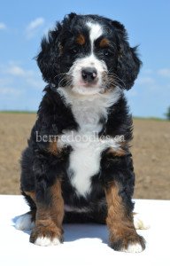 bernedoodles, bernedoodles, bernedoodle, bernedoodle, bernedoodle, bernedoodle, bernedoodle, bernedoodle puppies, bernedoodle breeders, bernedoodles, bernedoodle puppies, available bernedoodle puppies, available Bernedoodle puppies, tri colour bernedoodle,bernedoodle, bernedoodle, bernedoodle, bernedoodle, bernedoodles, bernedoodle puppies Ontario, bernedoodle, bernedooodle, bernedoodle, bernedoodle, bernedoodle, bernedoodle, bernedoodles, bernedoodle puppies, bernedoodle puppy, bernedoodle breeder in Canada, bernedoodle breeder in Ontario, bernedoodles, bernedoodles for sale, bernedoodles, Willow Brooke Bernedoodles, bernadoodles, available puppies, available Bernedoodle puppies, bernedoodles British Columbia, bernedoodles Alberta, bernedoodles Ontario, bernedoodles Toronto, bernedoodles Quebec, bernedoodles Nova Scotia, bernedoodles Newfoundland, bernedoodles New Brunswick, Bernese mountain dog, labradoodles, goldendoodles, bernedoodles, swiss ridge, swiss ridge kennel, swiss ridge bernedoodles, bernadoodles, berniedoodles, bernedoodles for sale, bernedoodles, bernedoodle, bernedoodle, bernedoodle, bernedoodle, bernedoodle, bernedoodle, bernedoodles, bernedoodles, bernedoodles, bernedoodle, bernedoodle puppy, bernedoodles Toronto, bernedoodles, bernedoodles, bernedoodle, bernedoodles, bernedoodle, bernedoodle, bernedoodle, bernedoodle, bernedoodle, bernedoodle, bernedoodles, bernedoodle, bernedoodles, bernedoodles, bernedoodles, Willow Brooke Bernedoodles, available Bernedoodle puppies, Bernedoodles Canada, bernedoodle, burnadoodle, berniedoodle, bernadoodle, bernadoodle, bernedoodle, bernedoodles, Bernedoodles, Bernese Mountain Dog, Poodle, Standard Poodle, Moyan Poodle, Mini Bernedoodle, Medium Bernedoodle, Standard Bernedoodle, Bernedoodles, bernedoodle, Bernedoodle Canada, bernedoodles bernedoodles bernedoodles, bernedoodles, Willow Brooke Bernedoodles, available bernedoodles, available Bernedoodles, Bernedoodles, bernedoodles, bernedoodle, bernedoodle, bernedoodles, bernedoodle, bernedoodle, bernedoodles, bernedoodle puppy, bernedoodle, bernedoodle, bernedoodles, bernedoodles, bernedoodle, bernedoodle, bernedoodles, bernedoodle puppies, bernedoodle breeder, Ontario bernedoodle puppies, bernedoodles for sale, available bernedoodle puppies, bernedoodle litters, bernedoodles in New York, bernedoodle, bernedoodle puppy, bernedoodle puppies, bernedoodles Ontario, bernedoodle, bernadoodle, bernadoodle, bernedoodles, bernedoodle puppies for sale, puppies for sale, bernedoodle, berniedoodle, bernedoodles in ontario, bernedoodles in Canada