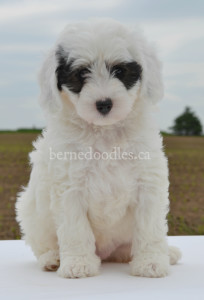 bernedoodles, bernedoodles, bernedoodle, bernedoodle, bernedoodle, bernedoodle, bernedoodle, bernedoodle puppies, bernedoodle breeders, bernedoodles, bernedoodle puppies, available bernedoodle puppies, available Bernedoodle puppies, tri colour bernedoodle,bernedoodle, bernedoodle, bernedoodle, bernedoodle, bernedoodles, bernedoodle puppies Ontario, bernedoodle, bernedooodle, bernedoodle, bernedoodle, bernedoodle, bernedoodle, bernedoodles, bernedoodle puppies, bernedoodle puppy, bernedoodle breeder in Canada, bernedoodle breeder in Ontario, bernedoodles, bernedoodles for sale, bernedoodles, Willow Brooke Bernedoodles, bernadoodles, available puppies, available Bernedoodle puppies, bernedoodles British Columbia, bernedoodles Alberta, bernedoodles Ontario, bernedoodles Toronto, bernedoodles Quebec, bernedoodles Nova Scotia, bernedoodles Newfoundland, bernedoodles New Brunswick, Bernese mountain dog, labradoodles, goldendoodles, bernedoodles, swiss ridge, swiss ridge kennel, swiss ridge bernedoodles, bernadoodles, berniedoodles, bernedoodles for sale, bernedoodles, bernedoodle, bernedoodle, bernedoodle, bernedoodle, bernedoodle, bernedoodle, bernedoodles, bernedoodles, bernedoodles, bernedoodle, bernedoodle puppy, bernedoodles Toronto, bernedoodles, bernedoodles, bernedoodle, bernedoodles, bernedoodle, bernedoodle, bernedoodle, bernedoodle, bernedoodle, bernedoodle, bernedoodles, bernedoodle, bernedoodles, bernedoodles, bernedoodles, Willow Brooke Bernedoodles, available Bernedoodle puppies, Bernedoodles Canada, bernedoodle, burnadoodle, berniedoodle, bernadoodle, bernadoodle, bernedoodle, bernedoodles, Bernedoodles, Bernese Mountain Dog, Poodle, Standard Poodle, Moyan Poodle, Mini Bernedoodle, Medium Bernedoodle, Standard Bernedoodle, Bernedoodles, bernedoodle, Bernedoodle Canada, bernedoodles bernedoodles bernedoodles, bernedoodles, Willow Brooke Bernedoodles, available bernedoodles, available Bernedoodles, Bernedoodles, bernedoodles, bernedoodle, bernedoodle, bernedoodles, bernedoodle, bernedoodle, bernedoodles, bernedoodle puppy, bernedoodle, bernedoodle, bernedoodles, bernedoodles, bernedoodle, bernedoodle, bernedoodles, bernedoodle puppies, bernedoodle breeder, Ontario bernedoodle puppies, bernedoodles for sale, available bernedoodle puppies, bernedoodle litters, bernedoodles in New York, bernedoodle, bernedoodle puppy, bernedoodle puppies, bernedoodles Ontario, bernedoodle, bernadoodle, bernadoodle, bernedoodles, bernedoodle puppies for sale, puppies for sale, bernedoodle, berniedoodle, bernedoodles in ontario, bernedoodles in Canada