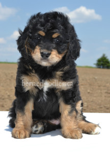 bernedoodles, bernedoodles, bernedoodle, bernedoodle, bernedoodle, bernedoodle, bernedoodle, bernedoodle puppies, bernedoodle breeders, bernedoodles, bernedoodle puppies, available bernedoodle puppies, available Bernedoodle puppies, tri colour bernedoodle,bernedoodle, bernedoodle, bernedoodle, bernedoodle, bernedoodles, bernedoodle puppies Ontario, bernedoodle, bernedooodle, bernedoodle, bernedoodle, bernedoodle, bernedoodle, bernedoodles, bernedoodle puppies, bernedoodle puppy, bernedoodle breeder in Canada, bernedoodle breeder in Ontario, bernedoodles, bernedoodles for sale, bernedoodles, Willow Brooke Bernedoodles, bernadoodles, available puppies, available Bernedoodle puppies, bernedoodles British Columbia, bernedoodles Alberta, bernedoodles Ontario, bernedoodles Toronto, bernedoodles Quebec, bernedoodles Nova Scotia, bernedoodles Newfoundland, bernedoodles New Brunswick, Bernese mountain dog, labradoodles, goldendoodles, bernedoodles, swiss ridge, swiss ridge kennel, swiss ridge bernedoodles, bernadoodles, berniedoodles, bernedoodles for sale, bernedoodles, bernedoodle, bernedoodle, bernedoodle, bernedoodle, bernedoodle, bernedoodle, bernedoodles, bernedoodles, bernedoodles, bernedoodle, bernedoodle puppy, bernedoodles Toronto, bernedoodles, bernedoodles, bernedoodle, bernedoodles, bernedoodle, bernedoodle, bernedoodle, bernedoodle, bernedoodle, bernedoodle, bernedoodles, bernedoodle, bernedoodles, bernedoodles, bernedoodles, Willow Brooke Bernedoodles, available Bernedoodle puppies, Bernedoodles Canada, bernedoodle, burnadoodle, berniedoodle, bernadoodle, bernadoodle, bernedoodle, bernedoodles, Bernedoodles, Bernese Mountain Dog, Poodle, Standard Poodle, Moyan Poodle, Mini Bernedoodle, Medium Bernedoodle, Standard Bernedoodle, Bernedoodles, bernedoodle, Bernedoodle Canada, bernedoodles bernedoodles bernedoodles, bernedoodles, Willow Brooke Bernedoodles, available bernedoodles, available Bernedoodles, Bernedoodles, bernedoodles, bernedoodle, bernedoodle, bernedoodles, bernedoodle, bernedoodle, bernedoodles, bernedoodle puppy, bernedoodle, bernedoodle, bernedoodles, bernedoodles, bernedoodle, bernedoodle, bernedoodles, bernedoodle puppies, bernedoodle breeder, Ontario bernedoodle puppies, bernedoodles for sale, available bernedoodle puppies, bernedoodle litters, bernedoodles in New York, bernedoodle, bernedoodle puppy, bernedoodle puppies, bernedoodles Ontario, bernedoodle, bernadoodle, bernadoodle, bernedoodles, bernedoodle puppies for sale, puppies for sale, bernedoodle, berniedoodle, bernedoodles in ontario, bernedoodles in Canada