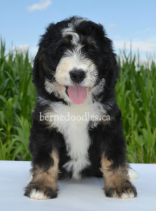 bernedoodles, bernedoodle puppies, bernedoodlees for sale, bernedoodles in canada, tri colour bernedoodles, tri colour, tri colour bernedoodles, tri colour bernedoodles, bernedoodles, bernedoodle breeders, bernedoodle breeders, bernedoodles, bernedoodles, bernedoodles. bernedoodle puppies for sale, berniedoodles, bernadoodles, bernesedoodles, bernedoodles, bernedoodles, bernedoodles, bernedoodle, bernedoodle, bernedoodle, bernedoodle, bernedoodle, bernedoodle puppies, bernedoodle breeders, bernedoodles, bernedoodle puppies, available bernedoodle puppies, available Bernedoodle puppies, tri colour bernedoodle,bernedoodle, bernedoodle, bernedoodle, bernedoodle, bernedoodles, bernedoodle puppies Ontario, bernedoodle, bernedooodle, bernedoodle, bernedoodle, bernedoodle, bernedoodle, bernedoodles, bernedoodle puppies, bernedoodle puppy, bernedoodle breeder in Canada, bernedoodle breeder in Ontario, bernedoodles, bernedoodles for sale, bernedoodles, Willow Brooke Bernedoodles, bernadoodles, available puppies, available Bernedoodle puppies, bernedoodles British Columbia, bernedoodles Alberta, bernedoodles Ontario, bernedoodles Toronto, bernedoodles Quebec, bernedoodles Nova Scotia, bernedoodles Newfoundland, bernedoodles New Brunswick, Bernese mountain dog, labradoodles, goldendoodles, bernedoodles, swiss ridge, swiss ridge kennel, swiss ridge bernedoodles, bernadoodles, berniedoodles, bernedoodles for sale, bernedoodles, bernedoodle, bernedoodle, bernedoodle, bernedoodle, bernedoodle, bernedoodle, bernedoodles, bernedoodles, bernedoodles, bernedoodle, bernedoodle puppy, bernedoodles Toronto, bernedoodles, bernedoodles, bernedoodle, bernedoodles, bernedoodle, bernedoodle, bernedoodle, bernedoodle, bernedoodle, bernedoodle, bernedoodles, bernedoodle, bernedoodles, bernedoodles, bernedoodles, Willow Brooke Bernedoodles, available Bernedoodle puppies, Bernedoodles Canada, bernedoodle, burnadoodle, berniedoodle, bernadoodle, bernadoodle, bernedoodle, bernedoodles, Bernedoodles, Bernese Mountain Dog, Poodle, Standard Poodle, Moyan Poodle, Mini Bernedoodle, Medium Bernedoodle, Standard Bernedoodle, Bernedoodles, bernedoodle, Bernedoodle Canada, bernedoodles bernedoodles bernedoodles, bernedoodles, Willow Brooke Bernedoodles, available bernedoodles, available Bernedoodles, Bernedoodles, bernedoodles, bernedoodle, bernedoodle, bernedoodles, bernedoodle, bernedoodle, bernedoodles, bernedoodle puppy, bernedoodle, bernedoodle, bernedoodles, bernedoodles, bernedoodle, bernedoodle, bernedoodles, bernedoodle puppies, bernedoodle breeder, Ontario bernedoodle puppies, bernedoodles for sale, available bernedoodle puppies, bernedoodle litters, bernedoodles in New York, bernedoodle, bernedoodle puppy, bernedoodle puppies, bernedoodles Ontario, bernedoodle, bernadoodle, bernadoodle, bernedoodles, bernedoodle puppies for sale, puppies for sale, bernedoodle, berniedoodle, bernedoodles in ontario, bernedoodles in Canada