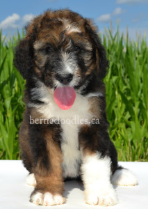 bernedoodles, bernedoodle puppies, bernedoodlees for sale, bernedoodles in canada, tri colour bernedoodles, tri colour, tri colour bernedoodles, tri colour bernedoodles, bernedoodles, bernedoodle breeders, bernedoodle breeders, bernedoodles, bernedoodles, bernedoodles. bernedoodle puppies for sale, berniedoodles, bernadoodles, bernesedoodles, bernedoodles, bernedoodles, bernedoodles, bernedoodle, bernedoodle, bernedoodle, bernedoodle, bernedoodle, bernedoodle puppies, bernedoodle breeders, bernedoodles, bernedoodle puppies, available bernedoodle puppies, available Bernedoodle puppies, tri colour bernedoodle,bernedoodle, bernedoodle, bernedoodle, bernedoodle, bernedoodles, bernedoodle puppies Ontario, bernedoodle, bernedooodle, bernedoodle, bernedoodle, bernedoodle, bernedoodle, bernedoodles, bernedoodle puppies, bernedoodle puppy, bernedoodle breeder in Canada, bernedoodle breeder in Ontario, bernedoodles, bernedoodles for sale, bernedoodles, Willow Brooke Bernedoodles, bernadoodles, available puppies, available Bernedoodle puppies, bernedoodles British Columbia, bernedoodles Alberta, bernedoodles Ontario, bernedoodles Toronto, bernedoodles Quebec, bernedoodles Nova Scotia, bernedoodles Newfoundland, bernedoodles New Brunswick, Bernese mountain dog, labradoodles, goldendoodles, bernedoodles, swiss ridge, swiss ridge kennel, swiss ridge bernedoodles, bernadoodles, berniedoodles, bernedoodles for sale, bernedoodles, bernedoodle, bernedoodle, bernedoodle, bernedoodle, bernedoodle, bernedoodle, bernedoodles, bernedoodles, bernedoodles, bernedoodle, bernedoodle puppy, bernedoodles Toronto, bernedoodles, bernedoodles, bernedoodle, bernedoodles, bernedoodle, bernedoodle, bernedoodle, bernedoodle, bernedoodle, bernedoodle, bernedoodles, bernedoodle, bernedoodles, bernedoodles, bernedoodles, Willow Brooke Bernedoodles, available Bernedoodle puppies, Bernedoodles Canada, bernedoodle, burnadoodle, berniedoodle, bernadoodle, bernadoodle, bernedoodle, bernedoodles, Bernedoodles, Bernese Mountain Dog, Poodle, Standard Poodle, Moyan Poodle, Mini Bernedoodle, Medium Bernedoodle, Standard Bernedoodle, Bernedoodles, bernedoodle, Bernedoodle Canada, bernedoodles bernedoodles bernedoodles, bernedoodles, Willow Brooke Bernedoodles, available bernedoodles, available Bernedoodles, Bernedoodles, bernedoodles, bernedoodle, bernedoodle, bernedoodles, bernedoodle, bernedoodle, bernedoodles, bernedoodle puppy, bernedoodle, bernedoodle, bernedoodles, bernedoodles, bernedoodle, bernedoodle, bernedoodles, bernedoodle puppies, bernedoodle breeder, Ontario bernedoodle puppies, bernedoodles for sale, available bernedoodle puppies, bernedoodle litters, bernedoodles in New York, bernedoodle, bernedoodle puppy, bernedoodle puppies, bernedoodles Ontario, bernedoodle, bernadoodle, bernadoodle, bernedoodles, bernedoodle puppies for sale, puppies for sale, bernedoodle, berniedoodle, bernedoodles in ontario, bernedoodles in Canada