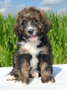 bernedoodles, bernedoodle puppies, bernedoodlees for sale, bernedoodles in canada, tri colour bernedoodles, tri colour, tri colour bernedoodles, tri colour bernedoodles, bernedoodles, bernedoodle breeders, bernedoodle breeders, bernedoodles, bernedoodles, bernedoodles. bernedoodle puppies for sale, berniedoodles, bernadoodles, bernesedoodles, bernedoodles, bernedoodles, bernedoodles, bernedoodle, bernedoodle, bernedoodle, bernedoodle, bernedoodle, bernedoodle puppies, bernedoodle breeders, bernedoodles, bernedoodle puppies, available bernedoodle puppies, available Bernedoodle puppies, tri colour bernedoodle,bernedoodle, bernedoodle, bernedoodle, bernedoodle, bernedoodles, bernedoodle puppies Ontario, bernedoodle, bernedooodle, bernedoodle, bernedoodle, bernedoodle, bernedoodle, bernedoodles, bernedoodle puppies, bernedoodle puppy, bernedoodle breeder in Canada, bernedoodle breeder in Ontario, bernedoodles, bernedoodles for sale, bernedoodles, Willow Brooke Bernedoodles, bernadoodles, available puppies, available Bernedoodle puppies, bernedoodles British Columbia, bernedoodles Alberta, bernedoodles Ontario, bernedoodles Toronto, bernedoodles Quebec, bernedoodles Nova Scotia, bernedoodles Newfoundland, bernedoodles New Brunswick, Bernese mountain dog, labradoodles, goldendoodles, bernedoodles, swiss ridge, swiss ridge kennel, swiss ridge bernedoodles, bernadoodles, berniedoodles, bernedoodles for sale, bernedoodles, bernedoodle, bernedoodle, bernedoodle, bernedoodle, bernedoodle, bernedoodle, bernedoodles, bernedoodles, bernedoodles, bernedoodle, bernedoodle puppy, bernedoodles Toronto, bernedoodles, bernedoodles, bernedoodle, bernedoodles, bernedoodle, bernedoodle, bernedoodle, bernedoodle, bernedoodle, bernedoodle, bernedoodles, bernedoodle, bernedoodles, bernedoodles, bernedoodles, Willow Brooke Bernedoodles, available Bernedoodle puppies, Bernedoodles Canada, bernedoodle, burnadoodle, berniedoodle, bernadoodle, bernadoodle, bernedoodle, bernedoodles, Bernedoodles, Bernese Mountain Dog, Poodle, Standard Poodle, Moyan Poodle, Mini Bernedoodle, Medium Bernedoodle, Standard Bernedoodle, Bernedoodles, bernedoodle, Bernedoodle Canada, bernedoodles bernedoodles bernedoodles, bernedoodles, Willow Brooke Bernedoodles, available bernedoodles, available Bernedoodles, Bernedoodles, bernedoodles, bernedoodle, bernedoodle, bernedoodles, bernedoodle, bernedoodle, bernedoodles, bernedoodle puppy, bernedoodle, bernedoodle, bernedoodles, bernedoodles, bernedoodle, bernedoodle, bernedoodles, bernedoodle puppies, bernedoodle breeder, Ontario bernedoodle puppies, bernedoodles for sale, available bernedoodle puppies, bernedoodle litters, bernedoodles in New York, bernedoodle, bernedoodle puppy, bernedoodle puppies, bernedoodles Ontario, bernedoodle, bernadoodle, bernadoodle, bernedoodles, bernedoodle puppies for sale, puppies for sale, bernedoodle, berniedoodle, bernedoodles in ontario, bernedoodles in Canada