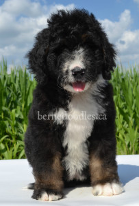 bernedoodles, bernedoodle puppies, bernedoodlees for sale, bernedoodles in canada, tri colour bernedoodles, tri colour, tri colour bernedoodles, tri colour bernedoodles, bernedoodles, bernedoodle breeders, bernedoodle breeders, bernedoodles, bernedoodles, bernedoodles. bernedoodle puppies for sale, berniedoodles, bernadoodles, bernesedoodles, bernedoodles, bernedoodles, bernedoodles, bernedoodle, bernedoodle, bernedoodle, bernedoodle, bernedoodle, bernedoodle puppies, bernedoodle breeders, bernedoodles, bernedoodle puppies, available bernedoodle puppies, available Bernedoodle puppies, tri colour bernedoodle,bernedoodle, bernedoodle, bernedoodle, bernedoodle, bernedoodles, bernedoodle puppies Ontario, bernedoodle, bernedooodle, bernedoodle, bernedoodle, bernedoodle, bernedoodle, bernedoodles, bernedoodle puppies, bernedoodle puppy, bernedoodle breeder in Canada, bernedoodle breeder in Ontario, bernedoodles, bernedoodles for sale, bernedoodles, Willow Brooke Bernedoodles, bernadoodles, available puppies, available Bernedoodle puppies, bernedoodles British Columbia, bernedoodles Alberta, bernedoodles Ontario, bernedoodles Toronto, bernedoodles Quebec, bernedoodles Nova Scotia, bernedoodles Newfoundland, bernedoodles New Brunswick, Bernese mountain dog, labradoodles, goldendoodles, bernedoodles, swiss ridge, swiss ridge kennel, swiss ridge bernedoodles, bernadoodles, berniedoodles, bernedoodles for sale, bernedoodles, bernedoodle, bernedoodle, bernedoodle, bernedoodle, bernedoodle, bernedoodle, bernedoodles, bernedoodles, bernedoodles, bernedoodle, bernedoodle puppy, bernedoodles Toronto, bernedoodles, bernedoodles, bernedoodle, bernedoodles, bernedoodle, bernedoodle, bernedoodle, bernedoodle, bernedoodle, bernedoodle, bernedoodles, bernedoodle, bernedoodles, bernedoodles, bernedoodles, Willow Brooke Bernedoodles, available Bernedoodle puppies, Bernedoodles Canada, bernedoodle, burnadoodle, berniedoodle, bernadoodle, bernadoodle, bernedoodle, bernedoodles, Bernedoodles, Bernese Mountain Dog, Poodle, Standard Poodle, Moyan Poodle, Mini Bernedoodle, Medium Bernedoodle, Standard Bernedoodle, Bernedoodles, bernedoodle, Bernedoodle Canada, bernedoodles bernedoodles bernedoodles, bernedoodles, Willow Brooke Bernedoodles, available bernedoodles, available Bernedoodles, Bernedoodles, bernedoodles, bernedoodle, bernedoodle, bernedoodles, bernedoodle, bernedoodle, bernedoodles, bernedoodle puppy, bernedoodle, bernedoodle, bernedoodles, bernedoodles, bernedoodle, bernedoodle, bernedoodles, bernedoodle puppies, bernedoodle breeder, Ontario bernedoodle puppies, bernedoodles for sale, available bernedoodle puppies, bernedoodle litters, bernedoodles in New York, bernedoodle, bernedoodle puppy, bernedoodle puppies, bernedoodles Ontario, bernedoodle, bernadoodle, bernadoodle, bernedoodles, bernedoodle puppies for sale, puppies for sale, bernedoodle, berniedoodle, bernedoodles in ontario, bernedoodles in Canada