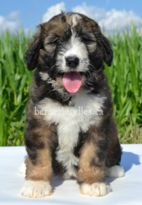 bernedoodles, bernedoodle puppies, bernedoodlees for sale, bernedoodles in canada, tri colour bernedoodles, tri colour, tri colour bernedoodles, tri colour bernedoodles, bernedoodles, bernedoodle breeders, bernedoodle breeders, bernedoodles, bernedoodles, bernedoodles. bernedoodle puppies for sale, berniedoodles, bernadoodles, bernesedoodles, bernedoodles, bernedoodles, bernedoodles, bernedoodle, bernedoodle, bernedoodle, bernedoodle, bernedoodle, bernedoodle puppies, bernedoodle breeders, bernedoodles, bernedoodle puppies, available bernedoodle puppies, available Bernedoodle puppies, tri colour bernedoodle,bernedoodle, bernedoodle, bernedoodle, bernedoodle, bernedoodles, bernedoodle puppies Ontario, bernedoodle, bernedooodle, bernedoodle, bernedoodle, bernedoodle, bernedoodle, bernedoodles, bernedoodle puppies, bernedoodle puppy, bernedoodle breeder in Canada, bernedoodle breeder in Ontario, bernedoodles, bernedoodles for sale, bernedoodles, Willow Brooke Bernedoodles, bernadoodles, available puppies, available Bernedoodle puppies, bernedoodles British Columbia, bernedoodles Alberta, bernedoodles Ontario, bernedoodles Toronto, bernedoodles Quebec, bernedoodles Nova Scotia, bernedoodles Newfoundland, bernedoodles New Brunswick, Bernese mountain dog, labradoodles, goldendoodles, bernedoodles, swiss ridge, swiss ridge kennel, swiss ridge bernedoodles, bernadoodles, berniedoodles, bernedoodles for sale, bernedoodles, bernedoodle, bernedoodle, bernedoodle, bernedoodle, bernedoodle, bernedoodle, bernedoodles, bernedoodles, bernedoodles, bernedoodle, bernedoodle puppy, bernedoodles Toronto, bernedoodles, bernedoodles, bernedoodle, bernedoodles, bernedoodle, bernedoodle, bernedoodle, bernedoodle, bernedoodle, bernedoodle, bernedoodles, bernedoodle, bernedoodles, bernedoodles, bernedoodles, Willow Brooke Bernedoodles, available Bernedoodle puppies, Bernedoodles Canada, bernedoodle, burnadoodle, berniedoodle, bernadoodle, bernadoodle, bernedoodle, bernedoodles, Bernedoodles, Bernese Mountain Dog, Poodle, Standard Poodle, Moyan Poodle, Mini Bernedoodle, Medium Bernedoodle, Standard Bernedoodle, Bernedoodles, bernedoodle, Bernedoodle Canada, bernedoodles bernedoodles bernedoodles, bernedoodles, Willow Brooke Bernedoodles, available bernedoodles, available Bernedoodles, Bernedoodles, bernedoodles, bernedoodle, bernedoodle, bernedoodles, bernedoodle, bernedoodle, bernedoodles, bernedoodle puppy, bernedoodle, bernedoodle, bernedoodles, bernedoodles, bernedoodle, bernedoodle, bernedoodles, bernedoodle puppies, bernedoodle breeder, Ontario bernedoodle puppies, bernedoodles for sale, available bernedoodle puppies, bernedoodle litters, bernedoodles in New York, bernedoodle, bernedoodle puppy, bernedoodle puppies, bernedoodles Ontario, bernedoodle, bernadoodle, bernadoodle, bernedoodles, bernedoodle puppies for sale, puppies for sale, bernedoodle, berniedoodle, bernedoodles in ontario, bernedoodles in Canada