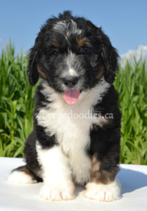 bernedoodles, bernedoodle puppies, bernedoodlees for sale, bernedoodles in canada, tri colour bernedoodles, tri colour, tri colour bernedoodles, tri colour bernedoodles, bernedoodles, bernedoodle breeders, bernedoodle breeders, bernedoodles, bernedoodles, bernedoodles. bernedoodle puppies for sale, berniedoodles, bernadoodles, bernesedoodles, bernedoodles, bernedoodles, bernedoodles, bernedoodle, bernedoodle, bernedoodle, bernedoodle, bernedoodle, bernedoodle puppies, bernedoodle breeders, bernedoodles, bernedoodle puppies, available bernedoodle puppies, available Bernedoodle puppies, tri colour bernedoodle,bernedoodle, bernedoodle, bernedoodle, bernedoodle, bernedoodles, bernedoodle puppies Ontario, bernedoodle, bernedooodle, bernedoodle, bernedoodle, bernedoodle, bernedoodle, bernedoodles, bernedoodle puppies, bernedoodle puppy, bernedoodle breeder in Canada, bernedoodle breeder in Ontario, bernedoodles, bernedoodles for sale, bernedoodles, Willow Brooke Bernedoodles, bernadoodles, available puppies, available Bernedoodle puppies, bernedoodles British Columbia, bernedoodles Alberta, bernedoodles Ontario, bernedoodles Toronto, bernedoodles Quebec, bernedoodles Nova Scotia, bernedoodles Newfoundland, bernedoodles New Brunswick, Bernese mountain dog, labradoodles, goldendoodles, bernedoodles, swiss ridge, swiss ridge kennel, swiss ridge bernedoodles, bernadoodles, berniedoodles, bernedoodles for sale, bernedoodles, bernedoodle, bernedoodle, bernedoodle, bernedoodle, bernedoodle, bernedoodle, bernedoodles, bernedoodles, bernedoodles, bernedoodle, bernedoodle puppy, bernedoodles Toronto, bernedoodles, bernedoodles, bernedoodle, bernedoodles, bernedoodle, bernedoodle, bernedoodle, bernedoodle, bernedoodle, bernedoodle, bernedoodles, bernedoodle, bernedoodles, bernedoodles, bernedoodles, Willow Brooke Bernedoodles, available Bernedoodle puppies, Bernedoodles Canada, bernedoodle, burnadoodle, berniedoodle, bernadoodle, bernadoodle, bernedoodle, bernedoodles, Bernedoodles, Bernese Mountain Dog, Poodle, Standard Poodle, Moyan Poodle, Mini Bernedoodle, Medium Bernedoodle, Standard Bernedoodle, Bernedoodles, bernedoodle, Bernedoodle Canada, bernedoodles bernedoodles bernedoodles, bernedoodles, Willow Brooke Bernedoodles, available bernedoodles, available Bernedoodles, Bernedoodles, bernedoodles, bernedoodle, bernedoodle, bernedoodles, bernedoodle, bernedoodle, bernedoodles, bernedoodle puppy, bernedoodle, bernedoodle, bernedoodles, bernedoodles, bernedoodle, bernedoodle, bernedoodles, bernedoodle puppies, bernedoodle breeder, Ontario bernedoodle puppies, bernedoodles for sale, available bernedoodle puppies, bernedoodle litters, bernedoodles in New York, bernedoodle, bernedoodle puppy, bernedoodle puppies, bernedoodles Ontario, bernedoodle, bernadoodle, bernadoodle, bernedoodles, bernedoodle puppies for sale, puppies for sale, bernedoodle, berniedoodle, bernedoodles in ontario, bernedoodles in Canada