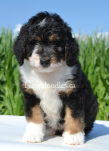 bernedoodles, bernedoodle puppies, bernedoodlees for sale, bernedoodles in canada, tri colour bernedoodles, tri colour, tri colour bernedoodles, tri colour bernedoodles, bernedoodles, bernedoodle breeders, bernedoodle breeders, bernedoodles, bernedoodles, bernedoodles. bernedoodle puppies for sale, berniedoodles, bernadoodles, bernesedoodles, bernedoodles, bernedoodles, bernedoodles, bernedoodle, bernedoodle, bernedoodle, bernedoodle, bernedoodle, bernedoodle puppies, bernedoodle breeders, bernedoodles, bernedoodle puppies, available bernedoodle puppies, available Bernedoodle puppies, tri colour bernedoodle,bernedoodle, bernedoodle, bernedoodle, bernedoodle, bernedoodles, bernedoodle puppies Ontario, bernedoodle, bernedooodle, bernedoodle, bernedoodle, bernedoodle, bernedoodle, bernedoodles, bernedoodle puppies, bernedoodle puppy, bernedoodle breeder in Canada, bernedoodle breeder in Ontario, bernedoodles, bernedoodles for sale, bernedoodles, Willow Brooke Bernedoodles, bernadoodles, available puppies, available Bernedoodle puppies, bernedoodles British Columbia, bernedoodles Alberta, bernedoodles Ontario, bernedoodles Toronto, bernedoodles Quebec, bernedoodles Nova Scotia, bernedoodles Newfoundland, bernedoodles New Brunswick, Bernese mountain dog, labradoodles, goldendoodles, bernedoodles, swiss ridge, swiss ridge kennel, swiss ridge bernedoodles, bernadoodles, berniedoodles, bernedoodles for sale, bernedoodles, bernedoodle, bernedoodle, bernedoodle, bernedoodle, bernedoodle, bernedoodle, bernedoodles, bernedoodles, bernedoodles, bernedoodle, bernedoodle puppy, bernedoodles Toronto, bernedoodles, bernedoodles, bernedoodle, bernedoodles, bernedoodle, bernedoodle, bernedoodle, bernedoodle, bernedoodle, bernedoodle, bernedoodles, bernedoodle, bernedoodles, bernedoodles, bernedoodles, Willow Brooke Bernedoodles, available Bernedoodle puppies, Bernedoodles Canada, bernedoodle, burnadoodle, berniedoodle, bernadoodle, bernadoodle, bernedoodle, bernedoodles, Bernedoodles, Bernese Mountain Dog, Poodle, Standard Poodle, Moyan Poodle, Mini Bernedoodle, Medium Bernedoodle, Standard Bernedoodle, Bernedoodles, bernedoodle, Bernedoodle Canada, bernedoodles bernedoodles bernedoodles, bernedoodles, Willow Brooke Bernedoodles, available bernedoodles, available Bernedoodles, Bernedoodles, bernedoodles, bernedoodle, bernedoodle, bernedoodles, bernedoodle, bernedoodle, bernedoodles, bernedoodle puppy, bernedoodle, bernedoodle, bernedoodles, bernedoodles, bernedoodle, bernedoodle, bernedoodles, bernedoodle puppies, bernedoodle breeder, Ontario bernedoodle puppies, bernedoodles for sale, available bernedoodle puppies, bernedoodle litters, bernedoodles in New York, bernedoodle, bernedoodle puppy, bernedoodle puppies, bernedoodles Ontario, bernedoodle, bernadoodle, bernadoodle, bernedoodles, bernedoodle puppies for sale, puppies for sale, bernedoodle, berniedoodle, bernedoodles in ontario, bernedoodles in Canada