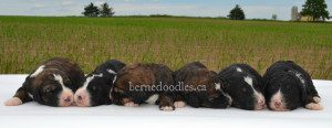 bernedoodles, bernedoodle puppies, bernedoodlees for sale, bernedoodles in canada, tri colour bernedoodles, tri colour, tri colour bernedoodles, tri colour bernedoodles, bernedoodles, bernedoodle breeders, bernedoodle breeders, bernedoodles, bernedoodles, bernedoodles. bernedoodle puppies for sale, berniedoodles, bernadoodles, bernesedoodles, bernedoodles, bernedoodles, bernedoodles, bernedoodle, bernedoodle, bernedoodle, bernedoodle, bernedoodle, bernedoodle puppies, bernedoodle breeders, bernedoodles, bernedoodle puppies, available bernedoodle puppies, available Bernedoodle puppies, tri colour bernedoodle,bernedoodle, bernedoodle, bernedoodle, bernedoodle, bernedoodles, bernedoodle puppies Ontario, bernedoodle, bernedooodle, bernedoodle, bernedoodle, bernedoodle, bernedoodle, bernedoodles, bernedoodle puppies, bernedoodle puppy, bernedoodle breeder in Canada, bernedoodle breeder in Ontario, bernedoodles, bernedoodles for sale, bernedoodles, Willow Brooke Bernedoodles, bernadoodles, available puppies, available Bernedoodle puppies, bernedoodles British Columbia, bernedoodles Alberta, bernedoodles Ontario, bernedoodles Toronto, bernedoodles Quebec, bernedoodles Nova Scotia, bernedoodles Newfoundland, bernedoodles New Brunswick, Bernese mountain dog, labradoodles, goldendoodles, bernedoodles, swiss ridge, swiss ridge kennel, swiss ridge bernedoodles, bernadoodles, berniedoodles, bernedoodles for sale, bernedoodles, bernedoodle, bernedoodle, bernedoodle, bernedoodle, bernedoodle, bernedoodle, bernedoodles, bernedoodles, bernedoodles, bernedoodle, bernedoodle puppy, bernedoodles Toronto, bernedoodles, bernedoodles, bernedoodle, bernedoodles, bernedoodle, bernedoodle, bernedoodle, bernedoodle, bernedoodle, bernedoodle, bernedoodles, bernedoodle, bernedoodles, bernedoodles, bernedoodles, Willow Brooke Bernedoodles, available Bernedoodle puppies, Bernedoodles Canada, bernedoodle, burnadoodle, berniedoodle, bernadoodle, bernadoodle, bernedoodle, bernedoodles, Bernedoodles, Bernese Mountain Dog, Poodle, Standard Poodle, Moyan Poodle, Mini Bernedoodle, Medium Bernedoodle, Standard Bernedoodle, Bernedoodles, bernedoodle, Bernedoodle Canada, bernedoodles bernedoodles bernedoodles, bernedoodles, Willow Brooke Bernedoodles, available bernedoodles, available Bernedoodles, Bernedoodles, bernedoodles, bernedoodle, bernedoodle, bernedoodles, bernedoodle, bernedoodle, bernedoodles, bernedoodle puppy, bernedoodle, bernedoodle, bernedoodles, bernedoodles, bernedoodle, bernedoodle, bernedoodles, bernedoodle puppies, bernedoodle breeder, Ontario bernedoodle puppies, bernedoodles for sale, available bernedoodle puppies, bernedoodle litters, bernedoodles in New York, bernedoodle, bernedoodle puppy, bernedoodle puppies, bernedoodles Ontario, bernedoodle, bernadoodle, bernadoodle, bernedoodles, bernedoodle puppies for sale, puppies for sale, bernedoodle, berniedoodle, bernedoodles in ontario, bernedoodles in Canada