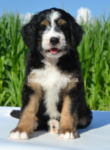 bernedoodles, bernedoodle puppies, bernedoodlees for sale, bernedoodles in canada, tri colour bernedoodles, tri colour, tri colour bernedoodles, tri colour bernedoodles, bernedoodles, bernedoodle breeders, bernedoodle breeders, bernedoodles, bernedoodles, bernedoodles. bernedoodle puppies for sale, berniedoodles, bernadoodles, bernesedoodles, bernedoodles, bernedoodles, bernedoodles, bernedoodle, bernedoodle, bernedoodle, bernedoodle, bernedoodle, bernedoodle puppies, bernedoodle breeders, bernedoodles, bernedoodle puppies, available bernedoodle puppies, available Bernedoodle puppies, tri colour bernedoodle,bernedoodle, bernedoodle, bernedoodle, bernedoodle, bernedoodles, bernedoodle puppies Ontario, bernedoodle, bernedooodle, bernedoodle, bernedoodle, bernedoodle, bernedoodle, bernedoodles, bernedoodle puppies, bernedoodle puppy, bernedoodle breeder in Canada, bernedoodle breeder in Ontario, bernedoodles, bernedoodles for sale, bernedoodles, Willow Brooke Bernedoodles, bernadoodles, available puppies, available Bernedoodle puppies, bernedoodles British Columbia, bernedoodles Alberta, bernedoodles Ontario, bernedoodles Toronto, bernedoodles Quebec, bernedoodles Nova Scotia, bernedoodles Newfoundland, bernedoodles New Brunswick, Bernese mountain dog, labradoodles, goldendoodles, bernedoodles, swiss ridge, swiss ridge kennel, swiss ridge bernedoodles, bernadoodles, berniedoodles, bernedoodles for sale, bernedoodles, bernedoodle, bernedoodle, bernedoodle, bernedoodle, bernedoodle, bernedoodle, bernedoodles, bernedoodles, bernedoodles, bernedoodle, bernedoodle puppy, bernedoodles Toronto, bernedoodles, bernedoodles, bernedoodle, bernedoodles, bernedoodle, bernedoodle, bernedoodle, bernedoodle, bernedoodle, bernedoodle, bernedoodles, bernedoodle, bernedoodles, bernedoodles, bernedoodles, Willow Brooke Bernedoodles, available Bernedoodle puppies, Bernedoodles Canada, bernedoodle, burnadoodle, berniedoodle, bernadoodle, bernadoodle, bernedoodle, bernedoodles, Bernedoodles, Bernese Mountain Dog, Poodle, Standard Poodle, Moyan Poodle, Mini Bernedoodle, Medium Bernedoodle, Standard Bernedoodle, Bernedoodles, bernedoodle, Bernedoodle Canada, bernedoodles bernedoodles bernedoodles, bernedoodles, Willow Brooke Bernedoodles, available bernedoodles, available Bernedoodles, Bernedoodles, bernedoodles, bernedoodle, bernedoodle, bernedoodles, bernedoodle, bernedoodle, bernedoodles, bernedoodle puppy, bernedoodle, bernedoodle, bernedoodles, bernedoodles, bernedoodle, bernedoodle, bernedoodles, bernedoodle puppies, bernedoodle breeder, Ontario bernedoodle puppies, bernedoodles for sale, available bernedoodle puppies, bernedoodle litters, bernedoodles in New York, bernedoodle, bernedoodle puppy, bernedoodle puppies, bernedoodles Ontario, bernedoodle, bernadoodle, bernadoodle, bernedoodles, bernedoodle puppies for sale, puppies for sale, bernedoodle, berniedoodle, bernedoodles in ontario, bernedoodles in Canada