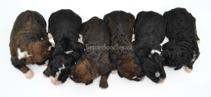 bernedoodles, bernedoodle puppies, bernedoodlees for sale, bernedoodles in canada, tri colour bernedoodles, tri colour, tri colour bernedoodles, tri colour bernedoodles, bernedoodles, bernedoodle breeders, bernedoodle breeders, bernedoodles, bernedoodles, bernedoodles. bernedoodle puppies for sale, berniedoodles, bernadoodles, bernesedoodles, bernedoodles, bernedoodles, bernedoodles, bernedoodle, bernedoodle, bernedoodle, bernedoodle, bernedoodle, bernedoodle puppies, bernedoodle breeders, bernedoodles, bernedoodle puppies, available bernedoodle puppies, available Bernedoodle puppies, tri colour bernedoodle,bernedoodle, bernedoodle, bernedoodle, bernedoodle, bernedoodles, bernedoodle puppies Ontario, bernedoodle, bernedooodle, bernedoodle, bernedoodle, bernedoodle, bernedoodle, bernedoodles, bernedoodle puppies, bernedoodle puppy, bernedoodle breeder in Canada, bernedoodle breeder in Ontario, bernedoodles, bernedoodles for sale, bernedoodles, Willow Brooke Bernedoodles, bernadoodles, available puppies, available Bernedoodle puppies, bernedoodles British Columbia, bernedoodles Alberta, bernedoodles Ontario, bernedoodles Toronto, bernedoodles Quebec, bernedoodles Nova Scotia, bernedoodles Newfoundland, bernedoodles New Brunswick, Bernese mountain dog, labradoodles, goldendoodles, bernedoodles, swiss ridge, swiss ridge kennel, swiss ridge bernedoodles, bernadoodles, berniedoodles, bernedoodles for sale, bernedoodles, bernedoodle, bernedoodle, bernedoodle, bernedoodle, bernedoodle, bernedoodle, bernedoodles, bernedoodles, bernedoodles, bernedoodle, bernedoodle puppy, bernedoodles Toronto, bernedoodles, bernedoodles, bernedoodle, bernedoodles, bernedoodle, bernedoodle, bernedoodle, bernedoodle, bernedoodle, bernedoodle, bernedoodles, bernedoodle, bernedoodles, bernedoodles, bernedoodles, Willow Brooke Bernedoodles, available Bernedoodle puppies, Bernedoodles Canada, bernedoodle, burnadoodle, berniedoodle, bernadoodle, bernadoodle, bernedoodle, bernedoodles, Bernedoodles, Bernese Mountain Dog, Poodle, Standard Poodle, Moyan Poodle, Mini Bernedoodle, Medium Bernedoodle, Standard Bernedoodle, Bernedoodles, bernedoodle, Bernedoodle Canada, bernedoodles bernedoodles bernedoodles, bernedoodles, Willow Brooke Bernedoodles, available bernedoodles, available Bernedoodles, Bernedoodles, bernedoodles, bernedoodle, bernedoodle, bernedoodles, bernedoodle, bernedoodle, bernedoodles, bernedoodle puppy, bernedoodle, bernedoodle, bernedoodles, bernedoodles, bernedoodle, bernedoodle, bernedoodles, bernedoodle puppies, bernedoodle breeder, Ontario bernedoodle puppies, bernedoodles for sale, available bernedoodle puppies, bernedoodle litters, bernedoodles in New York, bernedoodle, bernedoodle puppy, bernedoodle puppies, bernedoodles Ontario, bernedoodle, bernadoodle, bernadoodle, bernedoodles, bernedoodle puppies for sale, puppies for sale, bernedoodle, berniedoodle, bernedoodles in ontario, bernedoodles in Canada