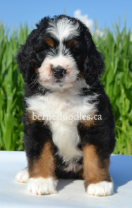 bernedoodles, bernedoodle puppies, bernedoodlees for sale, bernedoodles in canada, tri colour bernedoodles, tri colour, tri colour bernedoodles, tri colour bernedoodles, bernedoodles, bernedoodle breeders, bernedoodle breeders, bernedoodles, bernedoodles, bernedoodles. bernedoodle puppies for sale, berniedoodles, bernadoodles, bernesedoodles, bernedoodles, bernedoodles, bernedoodles, bernedoodle, bernedoodle, bernedoodle, bernedoodle, bernedoodle, bernedoodle puppies, bernedoodle breeders, bernedoodles, bernedoodle puppies, available bernedoodle puppies, available Bernedoodle puppies, tri colour bernedoodle,bernedoodle, bernedoodle, bernedoodle, bernedoodle, bernedoodles, bernedoodle puppies Ontario, bernedoodle, bernedooodle, bernedoodle, bernedoodle, bernedoodle, bernedoodle, bernedoodles, bernedoodle puppies, bernedoodle puppy, bernedoodle breeder in Canada, bernedoodle breeder in Ontario, bernedoodles, bernedoodles for sale, bernedoodles, Willow Brooke Bernedoodles, bernadoodles, available puppies, available Bernedoodle puppies, bernedoodles British Columbia, bernedoodles Alberta, bernedoodles Ontario, bernedoodles Toronto, bernedoodles Quebec, bernedoodles Nova Scotia, bernedoodles Newfoundland, bernedoodles New Brunswick, Bernese mountain dog, labradoodles, goldendoodles, bernedoodles, swiss ridge, swiss ridge kennel, swiss ridge bernedoodles, bernadoodles, berniedoodles, bernedoodles for sale, bernedoodles, bernedoodle, bernedoodle, bernedoodle, bernedoodle, bernedoodle, bernedoodle, bernedoodles, bernedoodles, bernedoodles, bernedoodle, bernedoodle puppy, bernedoodles Toronto, bernedoodles, bernedoodles, bernedoodle, bernedoodles, bernedoodle, bernedoodle, bernedoodle, bernedoodle, bernedoodle, bernedoodle, bernedoodles, bernedoodle, bernedoodles, bernedoodles, bernedoodles, Willow Brooke Bernedoodles, available Bernedoodle puppies, Bernedoodles Canada, bernedoodle, burnadoodle, berniedoodle, bernadoodle, bernadoodle, bernedoodle, bernedoodles, Bernedoodles, Bernese Mountain Dog, Poodle, Standard Poodle, Moyan Poodle, Mini Bernedoodle, Medium Bernedoodle, Standard Bernedoodle, Bernedoodles, bernedoodle, Bernedoodle Canada, bernedoodles bernedoodles bernedoodles, bernedoodles, Willow Brooke Bernedoodles, available bernedoodles, available Bernedoodles, Bernedoodles, bernedoodles, bernedoodle, bernedoodle, bernedoodles, bernedoodle, bernedoodle, bernedoodles, bernedoodle puppy, bernedoodle, bernedoodle, bernedoodles, bernedoodles, bernedoodle, bernedoodle, bernedoodles, bernedoodle puppies, bernedoodle breeder, Ontario bernedoodle puppies, bernedoodles for sale, available bernedoodle puppies, bernedoodle litters, bernedoodles in New York, bernedoodle, bernedoodle puppy, bernedoodle puppies, bernedoodles Ontario, bernedoodle, bernadoodle, bernadoodle, bernedoodles, bernedoodle puppies for sale, puppies for sale, bernedoodle, berniedoodle, bernedoodles in ontario, bernedoodles in Canada