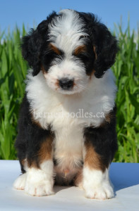 bernedoodles, bernedoodle puppies, bernedoodlees for sale, bernedoodles in canada, tri colour bernedoodles, tri colour, tri colour bernedoodles, tri colour bernedoodles, bernedoodles, bernedoodle breeders, bernedoodle breeders, bernedoodles, bernedoodles, bernedoodles. bernedoodle puppies for sale, berniedoodles, bernadoodles, bernesedoodles, bernedoodles, bernedoodles, bernedoodles, bernedoodle, bernedoodle, bernedoodle, bernedoodle, bernedoodle, bernedoodle puppies, bernedoodle breeders, bernedoodles, bernedoodle puppies, available bernedoodle puppies, available Bernedoodle puppies, tri colour bernedoodle,bernedoodle, bernedoodle, bernedoodle, bernedoodle, bernedoodles, bernedoodle puppies Ontario, bernedoodle, bernedooodle, bernedoodle, bernedoodle, bernedoodle, bernedoodle, bernedoodles, bernedoodle puppies, bernedoodle puppy, bernedoodle breeder in Canada, bernedoodle breeder in Ontario, bernedoodles, bernedoodles for sale, bernedoodles, Willow Brooke Bernedoodles, bernadoodles, available puppies, available Bernedoodle puppies, bernedoodles British Columbia, bernedoodles Alberta, bernedoodles Ontario, bernedoodles Toronto, bernedoodles Quebec, bernedoodles Nova Scotia, bernedoodles Newfoundland, bernedoodles New Brunswick, Bernese mountain dog, labradoodles, goldendoodles, bernedoodles, swiss ridge, swiss ridge kennel, swiss ridge bernedoodles, bernadoodles, berniedoodles, bernedoodles for sale, bernedoodles, bernedoodle, bernedoodle, bernedoodle, bernedoodle, bernedoodle, bernedoodle, bernedoodles, bernedoodles, bernedoodles, bernedoodle, bernedoodle puppy, bernedoodles Toronto, bernedoodles, bernedoodles, bernedoodle, bernedoodles, bernedoodle, bernedoodle, bernedoodle, bernedoodle, bernedoodle, bernedoodle, bernedoodles, bernedoodle, bernedoodles, bernedoodles, bernedoodles, Willow Brooke Bernedoodles, available Bernedoodle puppies, Bernedoodles Canada, bernedoodle, burnadoodle, berniedoodle, bernadoodle, bernadoodle, bernedoodle, bernedoodles, Bernedoodles, Bernese Mountain Dog, Poodle, Standard Poodle, Moyan Poodle, Mini Bernedoodle, Medium Bernedoodle, Standard Bernedoodle, Bernedoodles, bernedoodle, Bernedoodle Canada, bernedoodles bernedoodles bernedoodles, bernedoodles, Willow Brooke Bernedoodles, available bernedoodles, available Bernedoodles, Bernedoodles, bernedoodles, bernedoodle, bernedoodle, bernedoodles, bernedoodle, bernedoodle, bernedoodles, bernedoodle puppy, bernedoodle, bernedoodle, bernedoodles, bernedoodles, bernedoodle, bernedoodle, bernedoodles, bernedoodle puppies, bernedoodle breeder, Ontario bernedoodle puppies, bernedoodles for sale, available bernedoodle puppies, bernedoodle litters, bernedoodles in New York, bernedoodle, bernedoodle puppy, bernedoodle puppies, bernedoodles Ontario, bernedoodle, bernadoodle, bernadoodle, bernedoodles, bernedoodle puppies for sale, puppies for sale, bernedoodle, berniedoodle, bernedoodles in ontario, bernedoodles in Canada