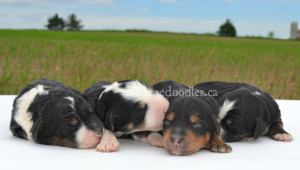 bernedoodles, bernedoodle puppies, bernedoodlees for sale, bernedoodles in canada, tri colour bernedoodles, tri colour, tri colour bernedoodles, tri colour bernedoodles, bernedoodles, bernedoodle breeders, bernedoodle breeders, bernedoodles, bernedoodles, bernedoodles. bernedoodle puppies for sale, berniedoodles, bernadoodles, bernesedoodles, bernedoodles, bernedoodles, bernedoodles, bernedoodle, bernedoodle, bernedoodle, bernedoodle, bernedoodle, bernedoodle puppies, bernedoodle breeders, bernedoodles, bernedoodle puppies, available bernedoodle puppies, available Bernedoodle puppies, tri colour bernedoodle,bernedoodle, bernedoodle, bernedoodle, bernedoodle, bernedoodles, bernedoodle puppies Ontario, bernedoodle, bernedooodle, bernedoodle, bernedoodle, bernedoodle, bernedoodle, bernedoodles, bernedoodle puppies, bernedoodle puppy, bernedoodle breeder in Canada, bernedoodle breeder in Ontario, bernedoodles, bernedoodles for sale, bernedoodles, Willow Brooke Bernedoodles, bernadoodles, available puppies, available Bernedoodle puppies, bernedoodles British Columbia, bernedoodles Alberta, bernedoodles Ontario, bernedoodles Toronto, bernedoodles Quebec, bernedoodles Nova Scotia, bernedoodles Newfoundland, bernedoodles New Brunswick, Bernese mountain dog, labradoodles, goldendoodles, bernedoodles, swiss ridge, swiss ridge kennel, swiss ridge bernedoodles, bernadoodles, berniedoodles, bernedoodles for sale, bernedoodles, bernedoodle, bernedoodle, bernedoodle, bernedoodle, bernedoodle, bernedoodle, bernedoodles, bernedoodles, bernedoodles, bernedoodle, bernedoodle puppy, bernedoodles Toronto, bernedoodles, bernedoodles, bernedoodle, bernedoodles, bernedoodle, bernedoodle, bernedoodle, bernedoodle, bernedoodle, bernedoodle, bernedoodles, bernedoodle, bernedoodles, bernedoodles, bernedoodles, Willow Brooke Bernedoodles, available Bernedoodle puppies, Bernedoodles Canada, bernedoodle, burnadoodle, berniedoodle, bernadoodle, bernadoodle, bernedoodle, bernedoodles, Bernedoodles, Bernese Mountain Dog, Poodle, Standard Poodle, Moyan Poodle, Mini Bernedoodle, Medium Bernedoodle, Standard Bernedoodle, Bernedoodles, bernedoodle, Bernedoodle Canada, bernedoodles bernedoodles bernedoodles, bernedoodles, Willow Brooke Bernedoodles, available bernedoodles, available Bernedoodles, Bernedoodles, bernedoodles, bernedoodle, bernedoodle, bernedoodles, bernedoodle, bernedoodle, bernedoodles, bernedoodle puppy, bernedoodle, bernedoodle, bernedoodles, bernedoodles, bernedoodle, bernedoodle, bernedoodles, bernedoodle puppies, bernedoodle breeder, Ontario bernedoodle puppies, bernedoodles for sale, available bernedoodle puppies, bernedoodle litters, bernedoodles in New York, bernedoodle, bernedoodle puppy, bernedoodle puppies, bernedoodles Ontario, bernedoodle, bernadoodle, bernadoodle, bernedoodles, bernedoodle puppies for sale, puppies for sale, bernedoodle, berniedoodle, bernedoodles in ontario, bernedoodles in Canada