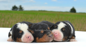 bernedoodles, bernedoodle puppies, bernedoodlees for sale, bernedoodles in canada, tri colour bernedoodles, tri colour, tri colour bernedoodles, tri colour bernedoodles, bernedoodles, bernedoodle breeders, bernedoodle breeders, bernedoodles, bernedoodles, bernedoodles. bernedoodle puppies for sale, berniedoodles, bernadoodles, bernesedoodles, bernedoodles, bernedoodles, bernedoodles, bernedoodle, bernedoodle, bernedoodle, bernedoodle, bernedoodle, bernedoodle puppies, bernedoodle breeders, bernedoodles, bernedoodle puppies, available bernedoodle puppies, available Bernedoodle puppies, tri colour bernedoodle,bernedoodle, bernedoodle, bernedoodle, bernedoodle, bernedoodles, bernedoodle puppies Ontario, bernedoodle, bernedooodle, bernedoodle, bernedoodle, bernedoodle, bernedoodle, bernedoodles, bernedoodle puppies, bernedoodle puppy, bernedoodle breeder in Canada, bernedoodle breeder in Ontario, bernedoodles, bernedoodles for sale, bernedoodles, Willow Brooke Bernedoodles, bernadoodles, available puppies, available Bernedoodle puppies, bernedoodles British Columbia, bernedoodles Alberta, bernedoodles Ontario, bernedoodles Toronto, bernedoodles Quebec, bernedoodles Nova Scotia, bernedoodles Newfoundland, bernedoodles New Brunswick, Bernese mountain dog, labradoodles, goldendoodles, bernedoodles, swiss ridge, swiss ridge kennel, swiss ridge bernedoodles, bernadoodles, berniedoodles, bernedoodles for sale, bernedoodles, bernedoodle, bernedoodle, bernedoodle, bernedoodle, bernedoodle, bernedoodle, bernedoodles, bernedoodles, bernedoodles, bernedoodle, bernedoodle puppy, bernedoodles Toronto, bernedoodles, bernedoodles, bernedoodle, bernedoodles, bernedoodle, bernedoodle, bernedoodle, bernedoodle, bernedoodle, bernedoodle, bernedoodles, bernedoodle, bernedoodles, bernedoodles, bernedoodles, Willow Brooke Bernedoodles, available Bernedoodle puppies, Bernedoodles Canada, bernedoodle, burnadoodle, berniedoodle, bernadoodle, bernadoodle, bernedoodle, bernedoodles, Bernedoodles, Bernese Mountain Dog, Poodle, Standard Poodle, Moyan Poodle, Mini Bernedoodle, Medium Bernedoodle, Standard Bernedoodle, Bernedoodles, bernedoodle, Bernedoodle Canada, bernedoodles bernedoodles bernedoodles, bernedoodles, Willow Brooke Bernedoodles, available bernedoodles, available Bernedoodles, Bernedoodles, bernedoodles, bernedoodle, bernedoodle, bernedoodles, bernedoodle, bernedoodle, bernedoodles, bernedoodle puppy, bernedoodle, bernedoodle, bernedoodles, bernedoodles, bernedoodle, bernedoodle, bernedoodles, bernedoodle puppies, bernedoodle breeder, Ontario bernedoodle puppies, bernedoodles for sale, available bernedoodle puppies, bernedoodle litters, bernedoodles in New York, bernedoodle, bernedoodle puppy, bernedoodle puppies, bernedoodles Ontario, bernedoodle, bernadoodle, bernadoodle, bernedoodles, bernedoodle puppies for sale, puppies for sale, bernedoodle, berniedoodle, bernedoodles in ontario, bernedoodles in Canada