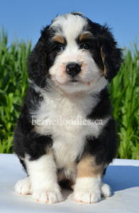 bernedoodles, bernedoodle puppies, bernedoodlees for sale, bernedoodles in canada, tri colour bernedoodles, tri colour, tri colour bernedoodles, tri colour bernedoodles, bernedoodles, bernedoodle breeders, bernedoodle breeders, bernedoodles, bernedoodles, bernedoodles. bernedoodle puppies for sale, berniedoodles, bernadoodles, bernesedoodles, bernedoodles, bernedoodles, bernedoodles, bernedoodle, bernedoodle, bernedoodle, bernedoodle, bernedoodle, bernedoodle puppies, bernedoodle breeders, bernedoodles, bernedoodle puppies, available bernedoodle puppies, available Bernedoodle puppies, tri colour bernedoodle,bernedoodle, bernedoodle, bernedoodle, bernedoodle, bernedoodles, bernedoodle puppies Ontario, bernedoodle, bernedooodle, bernedoodle, bernedoodle, bernedoodle, bernedoodle, bernedoodles, bernedoodle puppies, bernedoodle puppy, bernedoodle breeder in Canada, bernedoodle breeder in Ontario, bernedoodles, bernedoodles for sale, bernedoodles, Willow Brooke Bernedoodles, bernadoodles, available puppies, available Bernedoodle puppies, bernedoodles British Columbia, bernedoodles Alberta, bernedoodles Ontario, bernedoodles Toronto, bernedoodles Quebec, bernedoodles Nova Scotia, bernedoodles Newfoundland, bernedoodles New Brunswick, Bernese mountain dog, labradoodles, goldendoodles, bernedoodles, swiss ridge, swiss ridge kennel, swiss ridge bernedoodles, bernadoodles, berniedoodles, bernedoodles for sale, bernedoodles, bernedoodle, bernedoodle, bernedoodle, bernedoodle, bernedoodle, bernedoodle, bernedoodles, bernedoodles, bernedoodles, bernedoodle, bernedoodle puppy, bernedoodles Toronto, bernedoodles, bernedoodles, bernedoodle, bernedoodles, bernedoodle, bernedoodle, bernedoodle, bernedoodle, bernedoodle, bernedoodle, bernedoodles, bernedoodle, bernedoodles, bernedoodles, bernedoodles, Willow Brooke Bernedoodles, available Bernedoodle puppies, Bernedoodles Canada, bernedoodle, burnadoodle, berniedoodle, bernadoodle, bernadoodle, bernedoodle, bernedoodles, Bernedoodles, Bernese Mountain Dog, Poodle, Standard Poodle, Moyan Poodle, Mini Bernedoodle, Medium Bernedoodle, Standard Bernedoodle, Bernedoodles, bernedoodle, Bernedoodle Canada, bernedoodles bernedoodles bernedoodles, bernedoodles, Willow Brooke Bernedoodles, available bernedoodles, available Bernedoodles, Bernedoodles, bernedoodles, bernedoodle, bernedoodle, bernedoodles, bernedoodle, bernedoodle, bernedoodles, bernedoodle puppy, bernedoodle, bernedoodle, bernedoodles, bernedoodles, bernedoodle, bernedoodle, bernedoodles, bernedoodle puppies, bernedoodle breeder, Ontario bernedoodle puppies, bernedoodles for sale, available bernedoodle puppies, bernedoodle litters, bernedoodles in New York, bernedoodle, bernedoodle puppy, bernedoodle puppies, bernedoodles Ontario, bernedoodle, bernadoodle, bernadoodle, bernedoodles, bernedoodle puppies for sale, puppies for sale, bernedoodle, berniedoodle, bernedoodles in ontario, bernedoodles in Canada