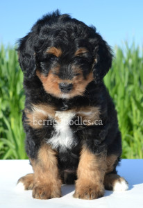 bernedoodles, bernedoodle puppies, bernedoodlees for sale, bernedoodles in canada, tri colour bernedoodles, tri colour, tri colour bernedoodles, tri colour bernedoodles, bernedoodles, bernedoodle breeders, bernedoodle breeders, bernedoodles, bernedoodles, bernedoodles. bernedoodle puppies for sale, berniedoodles, bernadoodles, bernesedoodles, bernedoodles, bernedoodles, bernedoodles, bernedoodle, bernedoodle, bernedoodle, bernedoodle, bernedoodle, bernedoodle puppies, bernedoodle breeders, bernedoodles, bernedoodle puppies, available bernedoodle puppies, available Bernedoodle puppies, tri colour bernedoodle,bernedoodle, bernedoodle, bernedoodle, bernedoodle, bernedoodles, bernedoodle puppies Ontario, bernedoodle, bernedooodle, bernedoodle, bernedoodle, bernedoodle, bernedoodle, bernedoodles, bernedoodle puppies, bernedoodle puppy, bernedoodle breeder in Canada, bernedoodle breeder in Ontario, bernedoodles, bernedoodles for sale, bernedoodles, Willow Brooke Bernedoodles, bernadoodles, available puppies, available Bernedoodle puppies, bernedoodles British Columbia, bernedoodles Alberta, bernedoodles Ontario, bernedoodles Toronto, bernedoodles Quebec, bernedoodles Nova Scotia, bernedoodles Newfoundland, bernedoodles New Brunswick, Bernese mountain dog, labradoodles, goldendoodles, bernedoodles, swiss ridge, swiss ridge kennel, swiss ridge bernedoodles, bernadoodles, berniedoodles, bernedoodles for sale, bernedoodles, bernedoodle, bernedoodle, bernedoodle, bernedoodle, bernedoodle, bernedoodle, bernedoodles, bernedoodles, bernedoodles, bernedoodle, bernedoodle puppy, bernedoodles Toronto, bernedoodles, bernedoodles, bernedoodle, bernedoodles, bernedoodle, bernedoodle, bernedoodle, bernedoodle, bernedoodle, bernedoodle, bernedoodles, bernedoodle, bernedoodles, bernedoodles, bernedoodles, Willow Brooke Bernedoodles, available Bernedoodle puppies, Bernedoodles Canada, bernedoodle, burnadoodle, berniedoodle, bernadoodle, bernadoodle, bernedoodle, bernedoodles, Bernedoodles, Bernese Mountain Dog, Poodle, Standard Poodle, Moyan Poodle, Mini Bernedoodle, Medium Bernedoodle, Standard Bernedoodle, Bernedoodles, bernedoodle, Bernedoodle Canada, bernedoodles bernedoodles bernedoodles, bernedoodles, Willow Brooke Bernedoodles, available bernedoodles, available Bernedoodles, Bernedoodles, bernedoodles, bernedoodle, bernedoodle, bernedoodles, bernedoodle, bernedoodle, bernedoodles, bernedoodle puppy, bernedoodle, bernedoodle, bernedoodles, bernedoodles, bernedoodle, bernedoodle, bernedoodles, bernedoodle puppies, bernedoodle breeder, Ontario bernedoodle puppies, bernedoodles for sale, available bernedoodle puppies, bernedoodle litters, bernedoodles in New York, bernedoodle, bernedoodle puppy, bernedoodle puppies, bernedoodles Ontario, bernedoodle, bernadoodle, bernadoodle, bernedoodles, bernedoodle puppies for sale, puppies for sale, bernedoodle, berniedoodle, bernedoodles in ontario, bernedoodles in Canada