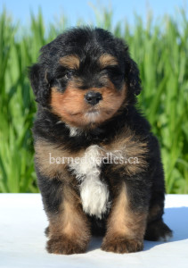 bernedoodles, bernedoodle puppies, bernedoodlees for sale, bernedoodles in canada, tri colour bernedoodles, tri colour, tri colour bernedoodles, tri colour bernedoodles, bernedoodles, bernedoodle breeders, bernedoodle breeders, bernedoodles, bernedoodles, bernedoodles. bernedoodle puppies for sale, berniedoodles, bernadoodles, bernesedoodles, bernedoodles, bernedoodles, bernedoodles, bernedoodle, bernedoodle, bernedoodle, bernedoodle, bernedoodle, bernedoodle puppies, bernedoodle breeders, bernedoodles, bernedoodle puppies, available bernedoodle puppies, available Bernedoodle puppies, tri colour bernedoodle,bernedoodle, bernedoodle, bernedoodle, bernedoodle, bernedoodles, bernedoodle puppies Ontario, bernedoodle, bernedooodle, bernedoodle, bernedoodle, bernedoodle, bernedoodle, bernedoodles, bernedoodle puppies, bernedoodle puppy, bernedoodle breeder in Canada, bernedoodle breeder in Ontario, bernedoodles, bernedoodles for sale, bernedoodles, Willow Brooke Bernedoodles, bernadoodles, available puppies, available Bernedoodle puppies, bernedoodles British Columbia, bernedoodles Alberta, bernedoodles Ontario, bernedoodles Toronto, bernedoodles Quebec, bernedoodles Nova Scotia, bernedoodles Newfoundland, bernedoodles New Brunswick, Bernese mountain dog, labradoodles, goldendoodles, bernedoodles, swiss ridge, swiss ridge kennel, swiss ridge bernedoodles, bernadoodles, berniedoodles, bernedoodles for sale, bernedoodles, bernedoodle, bernedoodle, bernedoodle, bernedoodle, bernedoodle, bernedoodle, bernedoodles, bernedoodles, bernedoodles, bernedoodle, bernedoodle puppy, bernedoodles Toronto, bernedoodles, bernedoodles, bernedoodle, bernedoodles, bernedoodle, bernedoodle, bernedoodle, bernedoodle, bernedoodle, bernedoodle, bernedoodles, bernedoodle, bernedoodles, bernedoodles, bernedoodles, Willow Brooke Bernedoodles, available Bernedoodle puppies, Bernedoodles Canada, bernedoodle, burnadoodle, berniedoodle, bernadoodle, bernadoodle, bernedoodle, bernedoodles, Bernedoodles, Bernese Mountain Dog, Poodle, Standard Poodle, Moyan Poodle, Mini Bernedoodle, Medium Bernedoodle, Standard Bernedoodle, Bernedoodles, bernedoodle, Bernedoodle Canada, bernedoodles bernedoodles bernedoodles, bernedoodles, Willow Brooke Bernedoodles, available bernedoodles, available Bernedoodles, Bernedoodles, bernedoodles, bernedoodle, bernedoodle, bernedoodles, bernedoodle, bernedoodle, bernedoodles, bernedoodle puppy, bernedoodle, bernedoodle, bernedoodles, bernedoodles, bernedoodle, bernedoodle, bernedoodles, bernedoodle puppies, bernedoodle breeder, Ontario bernedoodle puppies, bernedoodles for sale, available bernedoodle puppies, bernedoodle litters, bernedoodles in New York, bernedoodle, bernedoodle puppy, bernedoodle puppies, bernedoodles Ontario, bernedoodle, bernadoodle, bernadoodle, bernedoodles, bernedoodle puppies for sale, puppies for sale, bernedoodle, berniedoodle, bernedoodles in ontario, bernedoodles in Canada