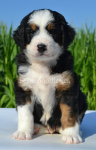 bernedoodles, bernedoodle puppies, bernedoodlees for sale, bernedoodles in canada, tri colour bernedoodles, tri colour, tri colour bernedoodles, tri colour bernedoodles, bernedoodles, bernedoodle breeders, bernedoodle breeders, bernedoodles, bernedoodles, bernedoodles. bernedoodle puppies for sale, berniedoodles, bernadoodles, bernesedoodles, bernedoodles, bernedoodles, bernedoodles, bernedoodle, bernedoodle, bernedoodle, bernedoodle, bernedoodle, bernedoodle puppies, bernedoodle breeders, bernedoodles, bernedoodle puppies, available bernedoodle puppies, available Bernedoodle puppies, tri colour bernedoodle,bernedoodle, bernedoodle, bernedoodle, bernedoodle, bernedoodles, bernedoodle puppies Ontario, bernedoodle, bernedooodle, bernedoodle, bernedoodle, bernedoodle, bernedoodle, bernedoodles, bernedoodle puppies, bernedoodle puppy, bernedoodle breeder in Canada, bernedoodle breeder in Ontario, bernedoodles, bernedoodles for sale, bernedoodles, Willow Brooke Bernedoodles, bernadoodles, available puppies, available Bernedoodle puppies, bernedoodles British Columbia, bernedoodles Alberta, bernedoodles Ontario, bernedoodles Toronto, bernedoodles Quebec, bernedoodles Nova Scotia, bernedoodles Newfoundland, bernedoodles New Brunswick, Bernese mountain dog, labradoodles, goldendoodles, bernedoodles, swiss ridge, swiss ridge kennel, swiss ridge bernedoodles, bernadoodles, berniedoodles, bernedoodles for sale, bernedoodles, bernedoodle, bernedoodle, bernedoodle, bernedoodle, bernedoodle, bernedoodle, bernedoodles, bernedoodles, bernedoodles, bernedoodle, bernedoodle puppy, bernedoodles Toronto, bernedoodles, bernedoodles, bernedoodle, bernedoodles, bernedoodle, bernedoodle, bernedoodle, bernedoodle, bernedoodle, bernedoodle, bernedoodles, bernedoodle, bernedoodles, bernedoodles, bernedoodles, Willow Brooke Bernedoodles, available Bernedoodle puppies, Bernedoodles Canada, bernedoodle, burnadoodle, berniedoodle, bernadoodle, bernadoodle, bernedoodle, bernedoodles, Bernedoodles, Bernese Mountain Dog, Poodle, Standard Poodle, Moyan Poodle, Mini Bernedoodle, Medium Bernedoodle, Standard Bernedoodle, Bernedoodles, bernedoodle, Bernedoodle Canada, bernedoodles bernedoodles bernedoodles, bernedoodles, Willow Brooke Bernedoodles, available bernedoodles, available Bernedoodles, Bernedoodles, bernedoodles, bernedoodle, bernedoodle, bernedoodles, bernedoodle, bernedoodle, bernedoodles, bernedoodle puppy, bernedoodle, bernedoodle, bernedoodles, bernedoodles, bernedoodle, bernedoodle, bernedoodles, bernedoodle puppies, bernedoodle breeder, Ontario bernedoodle puppies, bernedoodles for sale, available bernedoodle puppies, bernedoodle litters, bernedoodles in New York, bernedoodle, bernedoodle puppy, bernedoodle puppies, bernedoodles Ontario, bernedoodle, bernadoodle, bernadoodle, bernedoodles, bernedoodle puppies for sale, puppies for sale, bernedoodle, berniedoodle, bernedoodles in ontario, bernedoodles in Canada