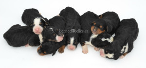 bernedoodles, bernedoodle puppies, bernedoodlees for sale, bernedoodles in canada, tri colour bernedoodles, tri colour, tri colour bernedoodles, tri colour bernedoodles, bernedoodles, bernedoodle breeders, bernedoodle breeders, bernedoodles, bernedoodles, bernedoodles. bernedoodle puppies for sale, berniedoodles, bernadoodles, bernesedoodles, bernedoodles, bernedoodles, bernedoodles, bernedoodle, bernedoodle, bernedoodle, bernedoodle, bernedoodle, bernedoodle puppies, bernedoodle breeders, bernedoodles, bernedoodle puppies, available bernedoodle puppies, available Bernedoodle puppies, tri colour bernedoodle,bernedoodle, bernedoodle, bernedoodle, bernedoodle, bernedoodles, bernedoodle puppies Ontario, bernedoodle, bernedooodle, bernedoodle, bernedoodle, bernedoodle, bernedoodle, bernedoodles, bernedoodle puppies, bernedoodle puppy, bernedoodle breeder in Canada, bernedoodle breeder in Ontario, bernedoodles, bernedoodles for sale, bernedoodles, Willow Brooke Bernedoodles, bernadoodles, available puppies, available Bernedoodle puppies, bernedoodles British Columbia, bernedoodles Alberta, bernedoodles Ontario, bernedoodles Toronto, bernedoodles Quebec, bernedoodles Nova Scotia, bernedoodles Newfoundland, bernedoodles New Brunswick, Bernese mountain dog, labradoodles, goldendoodles, bernedoodles, swiss ridge, swiss ridge kennel, swiss ridge bernedoodles, bernadoodles, berniedoodles, bernedoodles for sale, bernedoodles, bernedoodle, bernedoodle, bernedoodle, bernedoodle, bernedoodle, bernedoodle, bernedoodles, bernedoodles, bernedoodles, bernedoodle, bernedoodle puppy, bernedoodles Toronto, bernedoodles, bernedoodles, bernedoodle, bernedoodles, bernedoodle, bernedoodle, bernedoodle, bernedoodle, bernedoodle, bernedoodle, bernedoodles, bernedoodle, bernedoodles, bernedoodles, bernedoodles, Willow Brooke Bernedoodles, available Bernedoodle puppies, Bernedoodles Canada, bernedoodle, burnadoodle, berniedoodle, bernadoodle, bernadoodle, bernedoodle, bernedoodles, Bernedoodles, Bernese Mountain Dog, Poodle, Standard Poodle, Moyan Poodle, Mini Bernedoodle, Medium Bernedoodle, Standard Bernedoodle, Bernedoodles, bernedoodle, Bernedoodle Canada, bernedoodles bernedoodles bernedoodles, bernedoodles, Willow Brooke Bernedoodles, available bernedoodles, available Bernedoodles, Bernedoodles, bernedoodles, bernedoodle, bernedoodle, bernedoodles, bernedoodle, bernedoodle, bernedoodles, bernedoodle puppy, bernedoodle, bernedoodle, bernedoodles, bernedoodles, bernedoodle, bernedoodle, bernedoodles, bernedoodle puppies, bernedoodle breeder, Ontario bernedoodle puppies, bernedoodles for sale, available bernedoodle puppies, bernedoodle litters, bernedoodles in New York, bernedoodle, bernedoodle puppy, bernedoodle puppies, bernedoodles Ontario, bernedoodle, bernadoodle, bernadoodle, bernedoodles, bernedoodle puppies for sale, puppies for sale, bernedoodle, berniedoodle, bernedoodles in ontario, bernedoodles in Canada