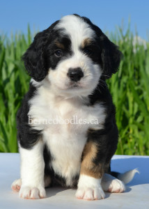 bernedoodles, bernedoodle puppies, bernedoodlees for sale, bernedoodles in canada, tri colour bernedoodles, tri colour, tri colour bernedoodles, tri colour bernedoodles, bernedoodles, bernedoodle breeders, bernedoodle breeders, bernedoodles, bernedoodles, bernedoodles. bernedoodle puppies for sale, berniedoodles, bernadoodles, bernesedoodles, bernedoodles, bernedoodles, bernedoodles, bernedoodle, bernedoodle, bernedoodle, bernedoodle, bernedoodle, bernedoodle puppies, bernedoodle breeders, bernedoodles, bernedoodle puppies, available bernedoodle puppies, available Bernedoodle puppies, tri colour bernedoodle,bernedoodle, bernedoodle, bernedoodle, bernedoodle, bernedoodles, bernedoodle puppies Ontario, bernedoodle, bernedooodle, bernedoodle, bernedoodle, bernedoodle, bernedoodle, bernedoodles, bernedoodle puppies, bernedoodle puppy, bernedoodle breeder in Canada, bernedoodle breeder in Ontario, bernedoodles, bernedoodles for sale, bernedoodles, Willow Brooke Bernedoodles, bernadoodles, available puppies, available Bernedoodle puppies, bernedoodles British Columbia, bernedoodles Alberta, bernedoodles Ontario, bernedoodles Toronto, bernedoodles Quebec, bernedoodles Nova Scotia, bernedoodles Newfoundland, bernedoodles New Brunswick, Bernese mountain dog, labradoodles, goldendoodles, bernedoodles, swiss ridge, swiss ridge kennel, swiss ridge bernedoodles, bernadoodles, berniedoodles, bernedoodles for sale, bernedoodles, bernedoodle, bernedoodle, bernedoodle, bernedoodle, bernedoodle, bernedoodle, bernedoodles, bernedoodles, bernedoodles, bernedoodle, bernedoodle puppy, bernedoodles Toronto, bernedoodles, bernedoodles, bernedoodle, bernedoodles, bernedoodle, bernedoodle, bernedoodle, bernedoodle, bernedoodle, bernedoodle, bernedoodles, bernedoodle, bernedoodles, bernedoodles, bernedoodles, Willow Brooke Bernedoodles, available Bernedoodle puppies, Bernedoodles Canada, bernedoodle, burnadoodle, berniedoodle, bernadoodle, bernadoodle, bernedoodle, bernedoodles, Bernedoodles, Bernese Mountain Dog, Poodle, Standard Poodle, Moyan Poodle, Mini Bernedoodle, Medium Bernedoodle, Standard Bernedoodle, Bernedoodles, bernedoodle, Bernedoodle Canada, bernedoodles bernedoodles bernedoodles, bernedoodles, Willow Brooke Bernedoodles, available bernedoodles, available Bernedoodles, Bernedoodles, bernedoodles, bernedoodle, bernedoodle, bernedoodles, bernedoodle, bernedoodle, bernedoodles, bernedoodle puppy, bernedoodle, bernedoodle, bernedoodles, bernedoodles, bernedoodle, bernedoodle, bernedoodles, bernedoodle puppies, bernedoodle breeder, Ontario bernedoodle puppies, bernedoodles for sale, available bernedoodle puppies, bernedoodle litters, bernedoodles in New York, bernedoodle, bernedoodle puppy, bernedoodle puppies, bernedoodles Ontario, bernedoodle, bernadoodle, bernadoodle, bernedoodles, bernedoodle puppies for sale, puppies for sale, bernedoodle, berniedoodle, bernedoodles in ontario, bernedoodles in Canada