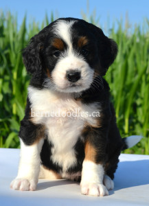 bernedoodles, bernedoodle puppies, bernedoodlees for sale, bernedoodles in canada, tri colour bernedoodles, tri colour, tri colour bernedoodles, tri colour bernedoodles, bernedoodles, bernedoodle breeders, bernedoodle breeders, bernedoodles, bernedoodles, bernedoodles. bernedoodle puppies for sale, berniedoodles, bernadoodles, bernesedoodles, bernedoodles, bernedoodles, bernedoodles, bernedoodle, bernedoodle, bernedoodle, bernedoodle, bernedoodle, bernedoodle puppies, bernedoodle breeders, bernedoodles, bernedoodle puppies, available bernedoodle puppies, available Bernedoodle puppies, tri colour bernedoodle,bernedoodle, bernedoodle, bernedoodle, bernedoodle, bernedoodles, bernedoodle puppies Ontario, bernedoodle, bernedooodle, bernedoodle, bernedoodle, bernedoodle, bernedoodle, bernedoodles, bernedoodle puppies, bernedoodle puppy, bernedoodle breeder in Canada, bernedoodle breeder in Ontario, bernedoodles, bernedoodles for sale, bernedoodles, Willow Brooke Bernedoodles, bernadoodles, available puppies, available Bernedoodle puppies, bernedoodles British Columbia, bernedoodles Alberta, bernedoodles Ontario, bernedoodles Toronto, bernedoodles Quebec, bernedoodles Nova Scotia, bernedoodles Newfoundland, bernedoodles New Brunswick, Bernese mountain dog, labradoodles, goldendoodles, bernedoodles, swiss ridge, swiss ridge kennel, swiss ridge bernedoodles, bernadoodles, berniedoodles, bernedoodles for sale, bernedoodles, bernedoodle, bernedoodle, bernedoodle, bernedoodle, bernedoodle, bernedoodle, bernedoodles, bernedoodles, bernedoodles, bernedoodle, bernedoodle puppy, bernedoodles Toronto, bernedoodles, bernedoodles, bernedoodle, bernedoodles, bernedoodle, bernedoodle, bernedoodle, bernedoodle, bernedoodle, bernedoodle, bernedoodles, bernedoodle, bernedoodles, bernedoodles, bernedoodles, Willow Brooke Bernedoodles, available Bernedoodle puppies, Bernedoodles Canada, bernedoodle, burnadoodle, berniedoodle, bernadoodle, bernadoodle, bernedoodle, bernedoodles, Bernedoodles, Bernese Mountain Dog, Poodle, Standard Poodle, Moyan Poodle, Mini Bernedoodle, Medium Bernedoodle, Standard Bernedoodle, Bernedoodles, bernedoodle, Bernedoodle Canada, bernedoodles bernedoodles bernedoodles, bernedoodles, Willow Brooke Bernedoodles, available bernedoodles, available Bernedoodles, Bernedoodles, bernedoodles, bernedoodle, bernedoodle, bernedoodles, bernedoodle, bernedoodle, bernedoodles, bernedoodle puppy, bernedoodle, bernedoodle, bernedoodles, bernedoodles, bernedoodle, bernedoodle, bernedoodles, bernedoodle puppies, bernedoodle breeder, Ontario bernedoodle puppies, bernedoodles for sale, available bernedoodle puppies, bernedoodle litters, bernedoodles in New York, bernedoodle, bernedoodle puppy, bernedoodle puppies, bernedoodles Ontario, bernedoodle, bernadoodle, bernadoodle, bernedoodles, bernedoodle puppies for sale, puppies for sale, bernedoodle, berniedoodle, bernedoodles in ontario, bernedoodles in Canada