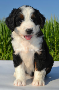 bernedoodles, bernedoodle puppies, bernedoodlees for sale, bernedoodles in canada, tri colour bernedoodles, tri colour, tri colour bernedoodles, tri colour bernedoodles, bernedoodles, bernedoodle breeders, bernedoodle breeders, bernedoodles, bernedoodles, bernedoodles. bernedoodle puppies for sale, berniedoodles, bernadoodles, bernesedoodles, bernedoodles, bernedoodles, bernedoodles, bernedoodle, bernedoodle, bernedoodle, bernedoodle, bernedoodle, bernedoodle puppies, bernedoodle breeders, bernedoodles, bernedoodle puppies, available bernedoodle puppies, available Bernedoodle puppies, tri colour bernedoodle,bernedoodle, bernedoodle, bernedoodle, bernedoodle, bernedoodles, bernedoodle puppies Ontario, bernedoodle, bernedooodle, bernedoodle, bernedoodle, bernedoodle, bernedoodle, bernedoodles, bernedoodle puppies, bernedoodle puppy, bernedoodle breeder in Canada, bernedoodle breeder in Ontario, bernedoodles, bernedoodles for sale, bernedoodles, Willow Brooke Bernedoodles, bernadoodles, available puppies, available Bernedoodle puppies, bernedoodles British Columbia, bernedoodles Alberta, bernedoodles Ontario, bernedoodles Toronto, bernedoodles Quebec, bernedoodles Nova Scotia, bernedoodles Newfoundland, bernedoodles New Brunswick, Bernese mountain dog, labradoodles, goldendoodles, bernedoodles, swiss ridge, swiss ridge kennel, swiss ridge bernedoodles, bernadoodles, berniedoodles, bernedoodles for sale, bernedoodles, bernedoodle, bernedoodle, bernedoodle, bernedoodle, bernedoodle, bernedoodle, bernedoodles, bernedoodles, bernedoodles, bernedoodle, bernedoodle puppy, bernedoodles Toronto, bernedoodles, bernedoodles, bernedoodle, bernedoodles, bernedoodle, bernedoodle, bernedoodle, bernedoodle, bernedoodle, bernedoodle, bernedoodles, bernedoodle, bernedoodles, bernedoodles, bernedoodles, Willow Brooke Bernedoodles, available Bernedoodle puppies, Bernedoodles Canada, bernedoodle, burnadoodle, berniedoodle, bernadoodle, bernadoodle, bernedoodle, bernedoodles, Bernedoodles, Bernese Mountain Dog, Poodle, Standard Poodle, Moyan Poodle, Mini Bernedoodle, Medium Bernedoodle, Standard Bernedoodle, Bernedoodles, bernedoodle, Bernedoodle Canada, bernedoodles bernedoodles bernedoodles, bernedoodles, Willow Brooke Bernedoodles, available bernedoodles, available Bernedoodles, Bernedoodles, bernedoodles, bernedoodle, bernedoodle, bernedoodles, bernedoodle, bernedoodle, bernedoodles, bernedoodle puppy, bernedoodle, bernedoodle, bernedoodles, bernedoodles, bernedoodle, bernedoodle, bernedoodles, bernedoodle puppies, bernedoodle breeder, Ontario bernedoodle puppies, bernedoodles for sale, available bernedoodle puppies, bernedoodle litters, bernedoodles in New York, bernedoodle, bernedoodle puppy, bernedoodle puppies, bernedoodles Ontario, bernedoodle, bernadoodle, bernadoodle, bernedoodles, bernedoodle puppies for sale, puppies for sale, bernedoodle, berniedoodle, bernedoodles in ontario, bernedoodles in Canada