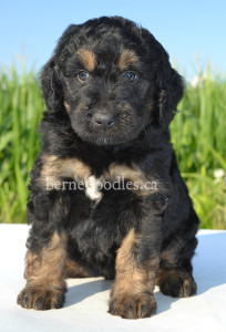 bernedoodles, bernedoodle puppies, bernedoodlees for sale, bernedoodles in canada, tri colour bernedoodles, tri colour, tri colour bernedoodles, tri colour bernedoodles, bernedoodles, bernedoodle breeders, bernedoodle breeders, bernedoodles, bernedoodles, bernedoodles. bernedoodle puppies for sale, berniedoodles, bernadoodles, bernesedoodles, bernedoodles, bernedoodles, bernedoodles, bernedoodle, bernedoodle, bernedoodle, bernedoodle, bernedoodle, bernedoodle puppies, bernedoodle breeders, bernedoodles, bernedoodle puppies, available bernedoodle puppies, available Bernedoodle puppies, tri colour bernedoodle,bernedoodle, bernedoodle, bernedoodle, bernedoodle, bernedoodles, bernedoodle puppies Ontario, bernedoodle, bernedooodle, bernedoodle, bernedoodle, bernedoodle, bernedoodle, bernedoodles, bernedoodle puppies, bernedoodle puppy, bernedoodle breeder in Canada, bernedoodle breeder in Ontario, bernedoodles, bernedoodles for sale, bernedoodles, Willow Brooke Bernedoodles, bernadoodles, available puppies, available Bernedoodle puppies, bernedoodles British Columbia, bernedoodles Alberta, bernedoodles Ontario, bernedoodles Toronto, bernedoodles Quebec, bernedoodles Nova Scotia, bernedoodles Newfoundland, bernedoodles New Brunswick, Bernese mountain dog, labradoodles, goldendoodles, bernedoodles, swiss ridge, swiss ridge kennel, swiss ridge bernedoodles, bernadoodles, berniedoodles, bernedoodles for sale, bernedoodles, bernedoodle, bernedoodle, bernedoodle, bernedoodle, bernedoodle, bernedoodle, bernedoodles, bernedoodles, bernedoodles, bernedoodle, bernedoodle puppy, bernedoodles Toronto, bernedoodles, bernedoodles, bernedoodle, bernedoodles, bernedoodle, bernedoodle, bernedoodle, bernedoodle, bernedoodle, bernedoodle, bernedoodles, bernedoodle, bernedoodles, bernedoodles, bernedoodles, Willow Brooke Bernedoodles, available Bernedoodle puppies, Bernedoodles Canada, bernedoodle, burnadoodle, berniedoodle, bernadoodle, bernadoodle, bernedoodle, bernedoodles, Bernedoodles, Bernese Mountain Dog, Poodle, Standard Poodle, Moyan Poodle, Mini Bernedoodle, Medium Bernedoodle, Standard Bernedoodle, Bernedoodles, bernedoodle, Bernedoodle Canada, bernedoodles bernedoodles bernedoodles, bernedoodles, Willow Brooke Bernedoodles, available bernedoodles, available Bernedoodles, Bernedoodles, bernedoodles, bernedoodle, bernedoodle, bernedoodles, bernedoodle, bernedoodle, bernedoodles, bernedoodle puppy, bernedoodle, bernedoodle, bernedoodles, bernedoodles, bernedoodle, bernedoodle, bernedoodles, bernedoodle puppies, bernedoodle breeder, Ontario bernedoodle puppies, bernedoodles for sale, available bernedoodle puppies, bernedoodle litters, bernedoodles in New York, bernedoodle, bernedoodle puppy, bernedoodle puppies, bernedoodles Ontario, bernedoodle, bernadoodle, bernadoodle, bernedoodles, bernedoodle puppies for sale, puppies for sale, bernedoodle, berniedoodle, bernedoodles in ontario, bernedoodles in Canada