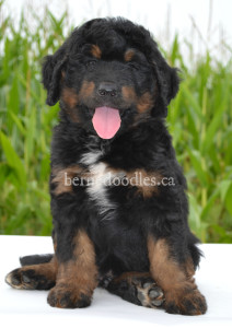 bernedoodles, bernedoodle puppies, bernedoodlees for sale, bernedoodles in canada, tri colour bernedoodles, tri colour, tri colour bernedoodles, tri colour bernedoodles, bernedoodles, bernedoodle breeders, bernedoodle breeders, bernedoodles, bernedoodles, bernedoodles. bernedoodle puppies for sale, berniedoodles, bernadoodles, bernesedoodles, bernedoodles, bernedoodles, bernedoodles, bernedoodle, bernedoodle, bernedoodle, bernedoodle, bernedoodle, bernedoodle puppies, bernedoodle breeders, bernedoodles, bernedoodle puppies, available bernedoodle puppies, available Bernedoodle puppies, tri colour bernedoodle,bernedoodle, bernedoodle, bernedoodle, bernedoodle, bernedoodles, bernedoodle puppies Ontario, bernedoodle, bernedooodle, bernedoodle, bernedoodle, bernedoodle, bernedoodle, bernedoodles, bernedoodle puppies, bernedoodle puppy, bernedoodle breeder in Canada, bernedoodle breeder in Ontario, bernedoodles, bernedoodles for sale, bernedoodles, Willow Brooke Bernedoodles, bernadoodles, available puppies, available Bernedoodle puppies, bernedoodles British Columbia, bernedoodles Alberta, bernedoodles Ontario, bernedoodles Toronto, bernedoodles Quebec, bernedoodles Nova Scotia, bernedoodles Newfoundland, bernedoodles New Brunswick, Bernese mountain dog, labradoodles, goldendoodles, bernedoodles, swiss ridge, swiss ridge kennel, swiss ridge bernedoodles, bernadoodles, berniedoodles, bernedoodles for sale, bernedoodles, bernedoodle, bernedoodle, bernedoodle, bernedoodle, bernedoodle, bernedoodle, bernedoodles, bernedoodles, bernedoodles, bernedoodle, bernedoodle puppy, bernedoodles Toronto, bernedoodles, bernedoodles, bernedoodle, bernedoodles, bernedoodle, bernedoodle, bernedoodle, bernedoodle, bernedoodle, bernedoodle, bernedoodles, bernedoodle, bernedoodles, bernedoodles, bernedoodles, Willow Brooke Bernedoodles, available Bernedoodle puppies, Bernedoodles Canada, bernedoodle, burnadoodle, berniedoodle, bernadoodle, bernadoodle, bernedoodle, bernedoodles, Bernedoodles, Bernese Mountain Dog, Poodle, Standard Poodle, Moyan Poodle, Mini Bernedoodle, Medium Bernedoodle, Standard Bernedoodle, Bernedoodles, bernedoodle, Bernedoodle Canada, bernedoodles bernedoodles bernedoodles, bernedoodles, Willow Brooke Bernedoodles, available bernedoodles, available Bernedoodles, Bernedoodles, bernedoodles, bernedoodle, bernedoodle, bernedoodles, bernedoodle, bernedoodle, bernedoodles, bernedoodle puppy, bernedoodle, bernedoodle, bernedoodles, bernedoodles, bernedoodle, bernedoodle, bernedoodles, bernedoodle puppies, bernedoodle breeder, Ontario bernedoodle puppies, bernedoodles for sale, available bernedoodle puppies, bernedoodle litters, bernedoodles in New York, bernedoodle, bernedoodle puppy, bernedoodle puppies, bernedoodles Ontario, bernedoodle, bernadoodle, bernadoodle, bernedoodles, bernedoodle puppies for sale, puppies for sale, bernedoodle, berniedoodle, bernedoodles in ontario, bernedoodles in Canada