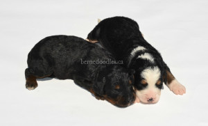 bernedoodles, bernedoodle puppies, bernedoodlees for sale, bernedoodles in canada, tri colour bernedoodles, tri colour, tri colour bernedoodles, tri colour bernedoodles, bernedoodles, bernedoodle breeders, bernedoodle breeders, bernedoodles, bernedoodles, bernedoodles. bernedoodle puppies for sale, berniedoodles, bernadoodles, bernesedoodles, bernedoodles, bernedoodles, bernedoodles, bernedoodle, bernedoodle, bernedoodle, bernedoodle, bernedoodle, bernedoodle puppies, bernedoodle breeders, bernedoodles, bernedoodle puppies, available bernedoodle puppies, available Bernedoodle puppies, tri colour bernedoodle,bernedoodle, bernedoodle, bernedoodle, bernedoodle, bernedoodles, bernedoodle puppies Ontario, bernedoodle, bernedooodle, bernedoodle, bernedoodle, bernedoodle, bernedoodle, bernedoodles, bernedoodle puppies, bernedoodle puppy, bernedoodle breeder in Canada, bernedoodle breeder in Ontario, bernedoodles, bernedoodles for sale, bernedoodles, Willow Brooke Bernedoodles, bernadoodles, available puppies, available Bernedoodle puppies, bernedoodles British Columbia, bernedoodles Alberta, bernedoodles Ontario, bernedoodles Toronto, bernedoodles Quebec, bernedoodles Nova Scotia, bernedoodles Newfoundland, bernedoodles New Brunswick, Bernese mountain dog, labradoodles, goldendoodles, bernedoodles, swiss ridge, swiss ridge kennel, swiss ridge bernedoodles, bernadoodles, berniedoodles, bernedoodles for sale, bernedoodles, bernedoodle, bernedoodle, bernedoodle, bernedoodle, bernedoodle, bernedoodle, bernedoodles, bernedoodles, bernedoodles, bernedoodle, bernedoodle puppy, bernedoodles Toronto, bernedoodles, bernedoodles, bernedoodle, bernedoodles, bernedoodle, bernedoodle, bernedoodle, bernedoodle, bernedoodle, bernedoodle, bernedoodles, bernedoodle, bernedoodles, bernedoodles, bernedoodles, Willow Brooke Bernedoodles, available Bernedoodle puppies, Bernedoodles Canada, bernedoodle, burnadoodle, berniedoodle, bernadoodle, bernadoodle, bernedoodle, bernedoodles, Bernedoodles, Bernese Mountain Dog, Poodle, Standard Poodle, Moyan Poodle, Mini Bernedoodle, Medium Bernedoodle, Standard Bernedoodle, Bernedoodles, bernedoodle, Bernedoodle Canada, bernedoodles bernedoodles bernedoodles, bernedoodles, Willow Brooke Bernedoodles, available bernedoodles, available Bernedoodles, Bernedoodles, bernedoodles, bernedoodle, bernedoodle, bernedoodles, bernedoodle, bernedoodle, bernedoodles, bernedoodle puppy, bernedoodle, bernedoodle, bernedoodles, bernedoodles, bernedoodle, bernedoodle, bernedoodles, bernedoodle puppies, bernedoodle breeder, Ontario bernedoodle puppies, bernedoodles for sale, available bernedoodle puppies, bernedoodle litters, bernedoodles in New York, bernedoodle, bernedoodle puppy, bernedoodle puppies, bernedoodles Ontario, bernedoodle, bernadoodle, bernadoodle, bernedoodles, bernedoodle puppies for sale, puppies for sale, bernedoodle, berniedoodle, bernedoodles in ontario, bernedoodles in Canada