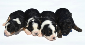 bernedoodles, bernedoodle puppies, bernedoodlees for sale, bernedoodles in canada, tri colour bernedoodles, tri colour, tri colour bernedoodles, tri colour bernedoodles, bernedoodles, bernedoodle breeders, bernedoodle breeders, bernedoodles, bernedoodles, bernedoodles. bernedoodle puppies for sale, berniedoodles, bernadoodles, bernesedoodles, bernedoodles, bernedoodles, bernedoodles, bernedoodle, bernedoodle, bernedoodle, bernedoodle, bernedoodle, bernedoodle puppies, bernedoodle breeders, bernedoodles, bernedoodle puppies, available bernedoodle puppies, available Bernedoodle puppies, tri colour bernedoodle,bernedoodle, bernedoodle, bernedoodle, bernedoodle, bernedoodles, bernedoodle puppies Ontario, bernedoodle, bernedooodle, bernedoodle, bernedoodle, bernedoodle, bernedoodle, bernedoodles, bernedoodle puppies, bernedoodle puppy, bernedoodle breeder in Canada, bernedoodle breeder in Ontario, bernedoodles, bernedoodles for sale, bernedoodles, Willow Brooke Bernedoodles, bernadoodles, available puppies, available Bernedoodle puppies, bernedoodles British Columbia, bernedoodles Alberta, bernedoodles Ontario, bernedoodles Toronto, bernedoodles Quebec, bernedoodles Nova Scotia, bernedoodles Newfoundland, bernedoodles New Brunswick, Bernese mountain dog, labradoodles, goldendoodles, bernedoodles, swiss ridge, swiss ridge kennel, swiss ridge bernedoodles, bernadoodles, berniedoodles, bernedoodles for sale, bernedoodles, bernedoodle, bernedoodle, bernedoodle, bernedoodle, bernedoodle, bernedoodle, bernedoodles, bernedoodles, bernedoodles, bernedoodle, bernedoodle puppy, bernedoodles Toronto, bernedoodles, bernedoodles, bernedoodle, bernedoodles, bernedoodle, bernedoodle, bernedoodle, bernedoodle, bernedoodle, bernedoodle, bernedoodles, bernedoodle, bernedoodles, bernedoodles, bernedoodles, Willow Brooke Bernedoodles, available Bernedoodle puppies, Bernedoodles Canada, bernedoodle, burnadoodle, berniedoodle, bernadoodle, bernadoodle, bernedoodle, bernedoodles, Bernedoodles, Bernese Mountain Dog, Poodle, Standard Poodle, Moyan Poodle, Mini Bernedoodle, Medium Bernedoodle, Standard Bernedoodle, Bernedoodles, bernedoodle, Bernedoodle Canada, bernedoodles bernedoodles bernedoodles, bernedoodles, Willow Brooke Bernedoodles, available bernedoodles, available Bernedoodles, Bernedoodles, bernedoodles, bernedoodle, bernedoodle, bernedoodles, bernedoodle, bernedoodle, bernedoodles, bernedoodle puppy, bernedoodle, bernedoodle, bernedoodles, bernedoodles, bernedoodle, bernedoodle, bernedoodles, bernedoodle puppies, bernedoodle breeder, Ontario bernedoodle puppies, bernedoodles for sale, available bernedoodle puppies, bernedoodle litters, bernedoodles in New York, bernedoodle, bernedoodle puppy, bernedoodle puppies, bernedoodles Ontario, bernedoodle, bernadoodle, bernadoodle, bernedoodles, bernedoodle puppies for sale, puppies for sale, bernedoodle, berniedoodle, bernedoodles in ontario, bernedoodles in Canada