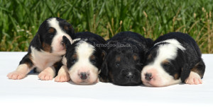 bernedoodles, bernedoodle puppies, bernedoodlees for sale, bernedoodles in canada, tri colour bernedoodles, tri colour, tri colour bernedoodles, tri colour bernedoodles, bernedoodles, bernedoodle breeders, bernedoodle breeders, bernedoodles, bernedoodles, bernedoodles. bernedoodle puppies for sale, berniedoodles, bernadoodles, bernesedoodles, bernedoodles, bernedoodles, bernedoodles, bernedoodle, bernedoodle, bernedoodle, bernedoodle, bernedoodle, bernedoodle puppies, bernedoodle breeders, bernedoodles, bernedoodle puppies, available bernedoodle puppies, available Bernedoodle puppies, tri colour bernedoodle,bernedoodle, bernedoodle, bernedoodle, bernedoodle, bernedoodles, bernedoodle puppies Ontario, bernedoodle, bernedooodle, bernedoodle, bernedoodle, bernedoodle, bernedoodle, bernedoodles, bernedoodle puppies, bernedoodle puppy, bernedoodle breeder in Canada, bernedoodle breeder in Ontario, bernedoodles, bernedoodles for sale, bernedoodles, Willow Brooke Bernedoodles, bernadoodles, available puppies, available Bernedoodle puppies, bernedoodles British Columbia, bernedoodles Alberta, bernedoodles Ontario, bernedoodles Toronto, bernedoodles Quebec, bernedoodles Nova Scotia, bernedoodles Newfoundland, bernedoodles New Brunswick, Bernese mountain dog, labradoodles, goldendoodles, bernedoodles, swiss ridge, swiss ridge kennel, swiss ridge bernedoodles, bernadoodles, berniedoodles, bernedoodles for sale, bernedoodles, bernedoodle, bernedoodle, bernedoodle, bernedoodle, bernedoodle, bernedoodle, bernedoodles, bernedoodles, bernedoodles, bernedoodle, bernedoodle puppy, bernedoodles Toronto, bernedoodles, bernedoodles, bernedoodle, bernedoodles, bernedoodle, bernedoodle, bernedoodle, bernedoodle, bernedoodle, bernedoodle, bernedoodles, bernedoodle, bernedoodles, bernedoodles, bernedoodles, Willow Brooke Bernedoodles, available Bernedoodle puppies, Bernedoodles Canada, bernedoodle, burnadoodle, berniedoodle, bernadoodle, bernadoodle, bernedoodle, bernedoodles, Bernedoodles, Bernese Mountain Dog, Poodle, Standard Poodle, Moyan Poodle, Mini Bernedoodle, Medium Bernedoodle, Standard Bernedoodle, Bernedoodles, bernedoodle, Bernedoodle Canada, bernedoodles bernedoodles bernedoodles, bernedoodles, Willow Brooke Bernedoodles, available bernedoodles, available Bernedoodles, Bernedoodles, bernedoodles, bernedoodle, bernedoodle, bernedoodles, bernedoodle, bernedoodle, bernedoodles, bernedoodle puppy, bernedoodle, bernedoodle, bernedoodles, bernedoodles, bernedoodle, bernedoodle, bernedoodles, bernedoodle puppies, bernedoodle breeder, Ontario bernedoodle puppies, bernedoodles for sale, available bernedoodle puppies, bernedoodle litters, bernedoodles in New York, bernedoodle, bernedoodle puppy, bernedoodle puppies, bernedoodles Ontario, bernedoodle, bernadoodle, bernadoodle, bernedoodles, bernedoodle puppies for sale, puppies for sale, bernedoodle, berniedoodle, bernedoodles in ontario, bernedoodles in Canada