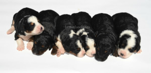 bernedoodles, bernedoodle puppies, bernedoodlees for sale, bernedoodles in canada, tri colour bernedoodles, tri colour, tri colour bernedoodles, tri colour bernedoodles, bernedoodles, bernedoodle breeders, bernedoodle breeders, bernedoodles, bernedoodles, bernedoodles. bernedoodle puppies for sale, berniedoodles, bernadoodles, bernesedoodles, bernedoodles, bernedoodles, bernedoodles, bernedoodle, bernedoodle, bernedoodle, bernedoodle, bernedoodle, bernedoodle puppies, bernedoodle breeders, bernedoodles, bernedoodle puppies, available bernedoodle puppies, available Bernedoodle puppies, tri colour bernedoodle,bernedoodle, bernedoodle, bernedoodle, bernedoodle, bernedoodles, bernedoodle puppies Ontario, bernedoodle, bernedooodle, bernedoodle, bernedoodle, bernedoodle, bernedoodle, bernedoodles, bernedoodle puppies, bernedoodle puppy, bernedoodle breeder in Canada, bernedoodle breeder in Ontario, bernedoodles, bernedoodles for sale, bernedoodles, Willow Brooke Bernedoodles, bernadoodles, available puppies, available Bernedoodle puppies, bernedoodles British Columbia, bernedoodles Alberta, bernedoodles Ontario, bernedoodles Toronto, bernedoodles Quebec, bernedoodles Nova Scotia, bernedoodles Newfoundland, bernedoodles New Brunswick, Bernese mountain dog, labradoodles, goldendoodles, bernedoodles, swiss ridge, swiss ridge kennel, swiss ridge bernedoodles, bernadoodles, berniedoodles, bernedoodles for sale, bernedoodles, bernedoodle, bernedoodle, bernedoodle, bernedoodle, bernedoodle, bernedoodle, bernedoodles, bernedoodles, bernedoodles, bernedoodle, bernedoodle puppy, bernedoodles Toronto, bernedoodles, bernedoodles, bernedoodle, bernedoodles, bernedoodle, bernedoodle, bernedoodle, bernedoodle, bernedoodle, bernedoodle, bernedoodles, bernedoodle, bernedoodles, bernedoodles, bernedoodles, Willow Brooke Bernedoodles, available Bernedoodle puppies, Bernedoodles Canada, bernedoodle, burnadoodle, berniedoodle, bernadoodle, bernadoodle, bernedoodle, bernedoodles, Bernedoodles, Bernese Mountain Dog, Poodle, Standard Poodle, Moyan Poodle, Mini Bernedoodle, Medium Bernedoodle, Standard Bernedoodle, Bernedoodles, bernedoodle, Bernedoodle Canada, bernedoodles bernedoodles bernedoodles, bernedoodles, Willow Brooke Bernedoodles, available bernedoodles, available Bernedoodles, Bernedoodles, bernedoodles, bernedoodle, bernedoodle, bernedoodles, bernedoodle, bernedoodle, bernedoodles, bernedoodle puppy, bernedoodle, bernedoodle, bernedoodles, bernedoodles, bernedoodle, bernedoodle, bernedoodles, bernedoodle puppies, bernedoodle breeder, Ontario bernedoodle puppies, bernedoodles for sale, available bernedoodle puppies, bernedoodle litters, bernedoodles in New York, bernedoodle, bernedoodle puppy, bernedoodle puppies, bernedoodles Ontario, bernedoodle, bernadoodle, bernadoodle, bernedoodles, bernedoodle puppies for sale, puppies for sale, bernedoodle, berniedoodle, bernedoodles in ontario, bernedoodles in Canada