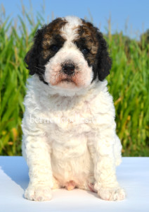 bernedoodles, bernedoodle puppies, bernedoodlees for sale, bernedoodles in canada, tri colour bernedoodles, tri colour, tri colour bernedoodles, tri colour bernedoodles, bernedoodles, bernedoodle breeders, bernedoodle breeders, bernedoodles, bernedoodles, bernedoodles. bernedoodle puppies for sale, berniedoodles, bernadoodles, bernesedoodles, bernedoodles, bernedoodles, bernedoodles, bernedoodle, bernedoodle, bernedoodle, bernedoodle, bernedoodle, bernedoodle puppies, bernedoodle breeders, bernedoodles, bernedoodle puppies, available bernedoodle puppies, available Bernedoodle puppies, tri colour bernedoodle,bernedoodle, bernedoodle, bernedoodle, bernedoodle, bernedoodles, bernedoodle puppies Ontario, bernedoodle, bernedooodle, bernedoodle, bernedoodle, bernedoodle, bernedoodle, bernedoodles, bernedoodle puppies, bernedoodle puppy, bernedoodle breeder in Canada, bernedoodle breeder in Ontario, bernedoodles, bernedoodles for sale, bernedoodles, Willow Brooke Bernedoodles, bernadoodles, available puppies, available Bernedoodle puppies, bernedoodles British Columbia, bernedoodles Alberta, bernedoodles Ontario, bernedoodles Toronto, bernedoodles Quebec, bernedoodles Nova Scotia, bernedoodles Newfoundland, bernedoodles New Brunswick, Bernese mountain dog, labradoodles, goldendoodles, bernedoodles, swiss ridge, swiss ridge kennel, swiss ridge bernedoodles, bernadoodles, berniedoodles, bernedoodles for sale, bernedoodles, bernedoodle, bernedoodle, bernedoodle, bernedoodle, bernedoodle, bernedoodle, bernedoodles, bernedoodles, bernedoodles, bernedoodle, bernedoodle puppy, bernedoodles Toronto, bernedoodles, bernedoodles, bernedoodle, bernedoodles, bernedoodle, bernedoodle, bernedoodle, bernedoodle, bernedoodle, bernedoodle, bernedoodles, bernedoodle, bernedoodles, bernedoodles, bernedoodles, Willow Brooke Bernedoodles, available Bernedoodle puppies, Bernedoodles Canada, bernedoodle, burnadoodle, berniedoodle, bernadoodle, bernadoodle, bernedoodle, bernedoodles, Bernedoodles, Bernese Mountain Dog, Poodle, Standard Poodle, Moyan Poodle, Mini Bernedoodle, Medium Bernedoodle, Standard Bernedoodle, Bernedoodles, bernedoodle, Bernedoodle Canada, bernedoodles bernedoodles bernedoodles, bernedoodles, Willow Brooke Bernedoodles, available bernedoodles, available Bernedoodles, Bernedoodles, bernedoodles, bernedoodle, bernedoodle, bernedoodles, bernedoodle, bernedoodle, bernedoodles, bernedoodle puppy, bernedoodle, bernedoodle, bernedoodles, bernedoodles, bernedoodle, bernedoodle, bernedoodles, bernedoodle puppies, bernedoodle breeder, Ontario bernedoodle puppies, bernedoodles for sale, available bernedoodle puppies, bernedoodle litters, bernedoodles in New York, bernedoodle, bernedoodle puppy, bernedoodle puppies, bernedoodles Ontario, bernedoodle, bernadoodle, bernadoodle, bernedoodles, bernedoodle puppies for sale, puppies for sale, bernedoodle, berniedoodle, bernedoodles in ontario, bernedoodles in Canada