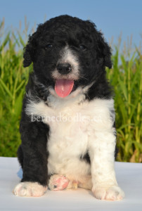 bernedoodles, bernedoodle puppies, bernedoodlees for sale, bernedoodles in canada, tri colour bernedoodles, tri colour, tri colour bernedoodles, tri colour bernedoodles, bernedoodles, bernedoodle breeders, bernedoodle breeders, bernedoodles, bernedoodles, bernedoodles. bernedoodle puppies for sale, berniedoodles, bernadoodles, bernesedoodles, bernedoodles, bernedoodles, bernedoodles, bernedoodle, bernedoodle, bernedoodle, bernedoodle, bernedoodle, bernedoodle puppies, bernedoodle breeders, bernedoodles, bernedoodle puppies, available bernedoodle puppies, available Bernedoodle puppies, tri colour bernedoodle,bernedoodle, bernedoodle, bernedoodle, bernedoodle, bernedoodles, bernedoodle puppies Ontario, bernedoodle, bernedooodle, bernedoodle, bernedoodle, bernedoodle, bernedoodle, bernedoodles, bernedoodle puppies, bernedoodle puppy, bernedoodle breeder in Canada, bernedoodle breeder in Ontario, bernedoodles, bernedoodles for sale, bernedoodles, Willow Brooke Bernedoodles, bernadoodles, available puppies, available Bernedoodle puppies, bernedoodles British Columbia, bernedoodles Alberta, bernedoodles Ontario, bernedoodles Toronto, bernedoodles Quebec, bernedoodles Nova Scotia, bernedoodles Newfoundland, bernedoodles New Brunswick, Bernese mountain dog, labradoodles, goldendoodles, bernedoodles, swiss ridge, swiss ridge kennel, swiss ridge bernedoodles, bernadoodles, berniedoodles, bernedoodles for sale, bernedoodles, bernedoodle, bernedoodle, bernedoodle, bernedoodle, bernedoodle, bernedoodle, bernedoodles, bernedoodles, bernedoodles, bernedoodle, bernedoodle puppy, bernedoodles Toronto, bernedoodles, bernedoodles, bernedoodle, bernedoodles, bernedoodle, bernedoodle, bernedoodle, bernedoodle, bernedoodle, bernedoodle, bernedoodles, bernedoodle, bernedoodles, bernedoodles, bernedoodles, Willow Brooke Bernedoodles, available Bernedoodle puppies, Bernedoodles Canada, bernedoodle, burnadoodle, berniedoodle, bernadoodle, bernadoodle, bernedoodle, bernedoodles, Bernedoodles, Bernese Mountain Dog, Poodle, Standard Poodle, Moyan Poodle, Mini Bernedoodle, Medium Bernedoodle, Standard Bernedoodle, Bernedoodles, bernedoodle, Bernedoodle Canada, bernedoodles bernedoodles bernedoodles, bernedoodles, Willow Brooke Bernedoodles, available bernedoodles, available Bernedoodles, Bernedoodles, bernedoodles, bernedoodle, bernedoodle, bernedoodles, bernedoodle, bernedoodle, bernedoodles, bernedoodle puppy, bernedoodle, bernedoodle, bernedoodles, bernedoodles, bernedoodle, bernedoodle, bernedoodles, bernedoodle puppies, bernedoodle breeder, Ontario bernedoodle puppies, bernedoodles for sale, available bernedoodle puppies, bernedoodle litters, bernedoodles in New York, bernedoodle, bernedoodle puppy, bernedoodle puppies, bernedoodles Ontario, bernedoodle, bernadoodle, bernadoodle, bernedoodles, bernedoodle puppies for sale, puppies for sale, bernedoodle, berniedoodle, bernedoodles in ontario, bernedoodles in Canada