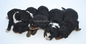 bernedoodles, bernedoodle puppies, bernedoodlees for sale, bernedoodles in canada, tri colour bernedoodles, tri colour, tri colour bernedoodles, tri colour bernedoodles, bernedoodles, bernedoodle breeders, bernedoodle breeders, bernedoodles, bernedoodles, bernedoodles. bernedoodle puppies for sale, berniedoodles, bernadoodles, bernesedoodles, bernedoodles, bernedoodles, bernedoodles, bernedoodle, bernedoodle, bernedoodle, bernedoodle, bernedoodle, bernedoodle puppies, bernedoodle breeders, bernedoodles, bernedoodle puppies, available bernedoodle puppies, available Bernedoodle puppies, tri colour bernedoodle,bernedoodle, bernedoodle, bernedoodle, bernedoodle, bernedoodles, bernedoodle puppies Ontario, bernedoodle, bernedooodle, bernedoodle, bernedoodle, bernedoodle, bernedoodle, bernedoodles, bernedoodle puppies, bernedoodle puppy, bernedoodle breeder in Canada, bernedoodle breeder in Ontario, bernedoodles, bernedoodles for sale, bernedoodles, Willow Brooke Bernedoodles, bernadoodles, available puppies, available Bernedoodle puppies, bernedoodles British Columbia, bernedoodles Alberta, bernedoodles Ontario, bernedoodles Toronto, bernedoodles Quebec, bernedoodles Nova Scotia, bernedoodles Newfoundland, bernedoodles New Brunswick, Bernese mountain dog, labradoodles, goldendoodles, bernedoodles, swiss ridge, swiss ridge kennel, swiss ridge bernedoodles, bernadoodles, berniedoodles, bernedoodles for sale, bernedoodles, bernedoodle, bernedoodle, bernedoodle, bernedoodle, bernedoodle, bernedoodle, bernedoodles, bernedoodles, bernedoodles, bernedoodle, bernedoodle puppy, bernedoodles Toronto, bernedoodles, bernedoodles, bernedoodle, bernedoodles, bernedoodle, bernedoodle, bernedoodle, bernedoodle, bernedoodle, bernedoodle, bernedoodles, bernedoodle, bernedoodles, bernedoodles, bernedoodles, Willow Brooke Bernedoodles, available Bernedoodle puppies, Bernedoodles Canada, bernedoodle, burnadoodle, berniedoodle, bernadoodle, bernadoodle, bernedoodle, bernedoodles, Bernedoodles, Bernese Mountain Dog, Poodle, Standard Poodle, Moyan Poodle, Mini Bernedoodle, Medium Bernedoodle, Standard Bernedoodle, Bernedoodles, bernedoodle, Bernedoodle Canada, bernedoodles bernedoodles bernedoodles, bernedoodles, Willow Brooke Bernedoodles, available bernedoodles, available Bernedoodles, Bernedoodles, bernedoodles, bernedoodle, bernedoodle, bernedoodles, bernedoodle, bernedoodle, bernedoodles, bernedoodle puppy, bernedoodle, bernedoodle, bernedoodles, bernedoodles, bernedoodle, bernedoodle, bernedoodles, bernedoodle puppies, bernedoodle breeder, Ontario bernedoodle puppies, bernedoodles for sale, available bernedoodle puppies, bernedoodle litters, bernedoodles in New York, bernedoodle, bernedoodle puppy, bernedoodle puppies, bernedoodles Ontario, bernedoodle, bernadoodle, bernadoodle, bernedoodles, bernedoodle puppies for sale, puppies for sale, bernedoodle, berniedoodle, bernedoodles in ontario, bernedoodles in Canada