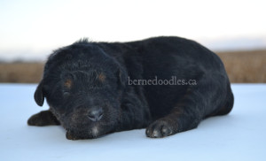 bernedoodles, bernedoodle puppies, bernedoodlees for sale, bernedoodles in canada, tri colour bernedoodles, tri colour, tri colour bernedoodles, tri colour bernedoodles, bernedoodles, bernedoodle breeders, bernedoodle breeders, bernedoodles, bernedoodles, bernedoodles. bernedoodle puppies for sale, berniedoodles, bernadoodles, bernesedoodles, bernedoodles, bernedoodles, bernedoodles, bernedoodle, bernedoodle, bernedoodle, bernedoodle, bernedoodle, bernedoodle puppies, bernedoodle breeders, bernedoodles, bernedoodle puppies, available bernedoodle puppies, available Bernedoodle puppies, tri colour bernedoodle,bernedoodle, bernedoodle, bernedoodle, bernedoodle, bernedoodles, bernedoodle puppies Ontario, bernedoodle, bernedooodle, bernedoodle, bernedoodle, bernedoodle, bernedoodle, bernedoodles, bernedoodle puppies, bernedoodle puppy, bernedoodle breeder in Canada, bernedoodle breeder in Ontario, bernedoodles, bernedoodles for sale, bernedoodles, Willow Brooke Bernedoodles, bernadoodles, available puppies, available Bernedoodle puppies, bernedoodles British Columbia, bernedoodles Alberta, bernedoodles Ontario, bernedoodles Toronto, bernedoodles Quebec, bernedoodles Nova Scotia, bernedoodles Newfoundland, bernedoodles New Brunswick, Bernese mountain dog, labradoodles, goldendoodles, bernedoodles, swiss ridge, swiss ridge kennel, swiss ridge bernedoodles, bernadoodles, berniedoodles, bernedoodles for sale, bernedoodles, bernedoodle, bernedoodle, bernedoodle, bernedoodle, bernedoodle, bernedoodle, bernedoodles, bernedoodles, bernedoodles, bernedoodle, bernedoodle puppy, bernedoodles Toronto, bernedoodles, bernedoodles, bernedoodle, bernedoodles, bernedoodle, bernedoodle, bernedoodle, bernedoodle, bernedoodle, bernedoodle, bernedoodles, bernedoodle, bernedoodles, bernedoodles, bernedoodles, Willow Brooke Bernedoodles, available Bernedoodle puppies, Bernedoodles Canada, bernedoodle, burnadoodle, berniedoodle, bernadoodle, bernadoodle, bernedoodle, bernedoodles, Bernedoodles, Bernese Mountain Dog, Poodle, Standard Poodle, Moyan Poodle, Mini Bernedoodle, Medium Bernedoodle, Standard Bernedoodle, Bernedoodles, bernedoodle, Bernedoodle Canada, bernedoodles bernedoodles bernedoodles, bernedoodles, Willow Brooke Bernedoodles, available bernedoodles, available Bernedoodles, Bernedoodles, bernedoodles, bernedoodle, bernedoodle, bernedoodles, bernedoodle, bernedoodle, bernedoodles, bernedoodle puppy, bernedoodle, bernedoodle, bernedoodles, bernedoodles, bernedoodle, bernedoodle, bernedoodles, bernedoodle puppies, bernedoodle breeder, Ontario bernedoodle puppies, bernedoodles for sale, available bernedoodle puppies, bernedoodle litters, bernedoodles in New York, bernedoodle, bernedoodle puppy, bernedoodle puppies, bernedoodles Ontario, bernedoodle, bernadoodle, bernadoodle, bernedoodles, bernedoodle puppies for sale, puppies for sale, bernedoodle, berniedoodle, bernedoodles in ontario, bernedoodles in Canada