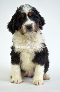 bernedoodles, bernedoodle puppies, bernedoodlees for sale, bernedoodles in canada, tri colour bernedoodles, tri colour, tri colour bernedoodles, tri colour bernedoodles, bernedoodles, bernedoodle breeders, bernedoodle breeders, bernedoodles, bernedoodles, bernedoodles. bernedoodle puppies for sale, berniedoodles, bernadoodles, bernesedoodles, bernedoodles, bernedoodles, bernedoodles, bernedoodle, bernedoodle, bernedoodle, bernedoodle, bernedoodle, bernedoodle puppies, bernedoodle breeders, bernedoodles, bernedoodle puppies, available bernedoodle puppies, available Bernedoodle puppies, tri colour bernedoodle,bernedoodle, bernedoodle, bernedoodle, bernedoodle, bernedoodles, bernedoodle puppies Ontario, bernedoodle, bernedooodle, bernedoodle, bernedoodle, bernedoodle, bernedoodle, bernedoodles, bernedoodle puppies, bernedoodle puppy, bernedoodle breeder in Canada, bernedoodle breeder in Ontario, bernedoodles, bernedoodles for sale, bernedoodles, Willow Brooke Bernedoodles, bernadoodles, available puppies, available Bernedoodle puppies, bernedoodles British Columbia, bernedoodles Alberta, bernedoodles Ontario, bernedoodles Toronto, bernedoodles Quebec, bernedoodles Nova Scotia, bernedoodles Newfoundland, bernedoodles New Brunswick, Bernese mountain dog, labradoodles, goldendoodles, bernedoodles, swiss ridge, swiss ridge kennel, swiss ridge bernedoodles, bernadoodles, berniedoodles, bernedoodles for sale, bernedoodles, bernedoodle, bernedoodle, bernedoodle, bernedoodle, bernedoodle, bernedoodle, bernedoodles, bernedoodles, bernedoodles, bernedoodle, bernedoodle puppy, bernedoodles Toronto, bernedoodles, bernedoodles, bernedoodle, bernedoodles, bernedoodle, bernedoodle, bernedoodle, bernedoodle, bernedoodle, bernedoodle, bernedoodles, bernedoodle, bernedoodles, bernedoodles, bernedoodles, Willow Brooke Bernedoodles, available Bernedoodle puppies, Bernedoodles Canada, bernedoodle, burnadoodle, berniedoodle, bernadoodle, bernadoodle, bernedoodle, bernedoodles, Bernedoodles, Bernese Mountain Dog, Poodle, Standard Poodle, Moyan Poodle, Mini Bernedoodle, Medium Bernedoodle, Standard Bernedoodle, Bernedoodles, bernedoodle, Bernedoodle Canada, bernedoodles bernedoodles bernedoodles, bernedoodles, Willow Brooke Bernedoodles, available bernedoodles, available Bernedoodles, Bernedoodles, bernedoodles, bernedoodle, bernedoodle, bernedoodles, bernedoodle, bernedoodle, bernedoodles, bernedoodle puppy, bernedoodle, bernedoodle, bernedoodles, bernedoodles, bernedoodle, bernedoodle, bernedoodles, bernedoodle puppies, bernedoodle breeder, Ontario bernedoodle puppies, bernedoodles for sale, available bernedoodle puppies, bernedoodle litters, bernedoodles in New York, bernedoodle, bernedoodle puppy, bernedoodle puppies, bernedoodles Ontario, bernedoodle, bernadoodle, bernadoodle, bernedoodles, bernedoodle puppies for sale, puppies for sale, bernedoodle, berniedoodle, bernedoodles in ontario, bernedoodles in Canada