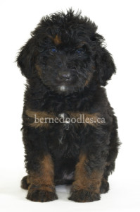 bernedoodles, bernedoodle puppies, bernedoodlees for sale, bernedoodles in canada, tri colour bernedoodles, tri colour, tri colour bernedoodles, tri colour bernedoodles, bernedoodles, bernedoodle breeders, bernedoodle breeders, bernedoodles, bernedoodles, bernedoodles. bernedoodle puppies for sale, berniedoodles, bernadoodles, bernesedoodles, bernedoodles, bernedoodles, bernedoodles, bernedoodle, bernedoodle, bernedoodle, bernedoodle, bernedoodle, bernedoodle puppies, bernedoodle breeders, bernedoodles, bernedoodle puppies, available bernedoodle puppies, available Bernedoodle puppies, tri colour bernedoodle,bernedoodle, bernedoodle, bernedoodle, bernedoodle, bernedoodles, bernedoodle puppies Ontario, bernedoodle, bernedooodle, bernedoodle, bernedoodle, bernedoodle, bernedoodle, bernedoodles, bernedoodle puppies, bernedoodle puppy, bernedoodle breeder in Canada, bernedoodle breeder in Ontario, bernedoodles, bernedoodles for sale, bernedoodles, Willow Brooke Bernedoodles, bernadoodles, available puppies, available Bernedoodle puppies, bernedoodles British Columbia, bernedoodles Alberta, bernedoodles Ontario, bernedoodles Toronto, bernedoodles Quebec, bernedoodles Nova Scotia, bernedoodles Newfoundland, bernedoodles New Brunswick, Bernese mountain dog, labradoodles, goldendoodles, bernedoodles, swiss ridge, swiss ridge kennel, swiss ridge bernedoodles, bernadoodles, berniedoodles, bernedoodles for sale, bernedoodles, bernedoodle, bernedoodle, bernedoodle, bernedoodle, bernedoodle, bernedoodle, bernedoodles, bernedoodles, bernedoodles, bernedoodle, bernedoodle puppy, bernedoodles Toronto, bernedoodles, bernedoodles, bernedoodle, bernedoodles, bernedoodle, bernedoodle, bernedoodle, bernedoodle, bernedoodle, bernedoodle, bernedoodles, bernedoodle, bernedoodles, bernedoodles, bernedoodles, Willow Brooke Bernedoodles, available Bernedoodle puppies, Bernedoodles Canada, bernedoodle, burnadoodle, berniedoodle, bernadoodle, bernadoodle, bernedoodle, bernedoodles, Bernedoodles, Bernese Mountain Dog, Poodle, Standard Poodle, Moyan Poodle, Mini Bernedoodle, Medium Bernedoodle, Standard Bernedoodle, Bernedoodles, bernedoodle, Bernedoodle Canada, bernedoodles bernedoodles bernedoodles, bernedoodles, Willow Brooke Bernedoodles, available bernedoodles, available Bernedoodles, Bernedoodles, bernedoodles, bernedoodle, bernedoodle, bernedoodles, bernedoodle, bernedoodle, bernedoodles, bernedoodle puppy, bernedoodle, bernedoodle, bernedoodles, bernedoodles, bernedoodle, bernedoodle, bernedoodles, bernedoodle puppies, bernedoodle breeder, Ontario bernedoodle puppies, bernedoodles for sale, available bernedoodle puppies, bernedoodle litters, bernedoodles in New York, bernedoodle, bernedoodle puppy, bernedoodle puppies, bernedoodles Ontario, bernedoodle, bernadoodle, bernadoodle, bernedoodles, bernedoodle puppies for sale, puppies for sale, bernedoodle, berniedoodle, bernedoodles in ontario, bernedoodles in Canada