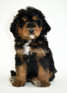 bernedoodles, bernedoodle puppies, bernedoodlees for sale, bernedoodles in canada, tri colour bernedoodles, tri colour, tri colour bernedoodles, tri colour bernedoodles, bernedoodles, bernedoodle breeders, bernedoodle breeders, bernedoodles, bernedoodles, bernedoodles. bernedoodle puppies for sale, berniedoodles, bernadoodles, bernesedoodles, bernedoodles, bernedoodles, bernedoodles, bernedoodle, bernedoodle, bernedoodle, bernedoodle, bernedoodle, bernedoodle puppies, bernedoodle breeders, bernedoodles, bernedoodle puppies, available bernedoodle puppies, available Bernedoodle puppies, tri colour bernedoodle,bernedoodle, bernedoodle, bernedoodle, bernedoodle, bernedoodles, bernedoodle puppies Ontario, bernedoodle, bernedooodle, bernedoodle, bernedoodle, bernedoodle, bernedoodle, bernedoodles, bernedoodle puppies, bernedoodle puppy, bernedoodle breeder in Canada, bernedoodle breeder in Ontario, bernedoodles, bernedoodles for sale, bernedoodles, Willow Brooke Bernedoodles, bernadoodles, available puppies, available Bernedoodle puppies, bernedoodles British Columbia, bernedoodles Alberta, bernedoodles Ontario, bernedoodles Toronto, bernedoodles Quebec, bernedoodles Nova Scotia, bernedoodles Newfoundland, bernedoodles New Brunswick, Bernese mountain dog, labradoodles, goldendoodles, bernedoodles, swiss ridge, swiss ridge kennel, swiss ridge bernedoodles, bernadoodles, berniedoodles, bernedoodles for sale, bernedoodles, bernedoodle, bernedoodle, bernedoodle, bernedoodle, bernedoodle, bernedoodle, bernedoodles, bernedoodles, bernedoodles, bernedoodle, bernedoodle puppy, bernedoodles Toronto, bernedoodles, bernedoodles, bernedoodle, bernedoodles, bernedoodle, bernedoodle, bernedoodle, bernedoodle, bernedoodle, bernedoodle, bernedoodles, bernedoodle, bernedoodles, bernedoodles, bernedoodles, Willow Brooke Bernedoodles, available Bernedoodle puppies, Bernedoodles Canada, bernedoodle, burnadoodle, berniedoodle, bernadoodle, bernadoodle, bernedoodle, bernedoodles, Bernedoodles, Bernese Mountain Dog, Poodle, Standard Poodle, Moyan Poodle, Mini Bernedoodle, Medium Bernedoodle, Standard Bernedoodle, Bernedoodles, bernedoodle, Bernedoodle Canada, bernedoodles bernedoodles bernedoodles, bernedoodles, Willow Brooke Bernedoodles, available bernedoodles, available Bernedoodles, Bernedoodles, bernedoodles, bernedoodle, bernedoodle, bernedoodles, bernedoodle, bernedoodle, bernedoodles, bernedoodle puppy, bernedoodle, bernedoodle, bernedoodles, bernedoodles, bernedoodle, bernedoodle, bernedoodles, bernedoodle puppies, bernedoodle breeder, Ontario bernedoodle puppies, bernedoodles for sale, available bernedoodle puppies, bernedoodle litters, bernedoodles in New York, bernedoodle, bernedoodle puppy, bernedoodle puppies, bernedoodles Ontario, bernedoodle, bernadoodle, bernadoodle, bernedoodles, bernedoodle puppies for sale, puppies for sale, bernedoodle, berniedoodle, bernedoodles in ontario, bernedoodles in Canada