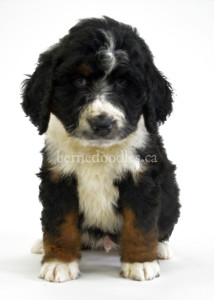 bernedoodles, bernedoodle puppies, bernedoodlees for sale, bernedoodles in canada, tri colour bernedoodles, tri colour, tri colour bernedoodles, tri colour bernedoodles, bernedoodles, bernedoodle breeders, bernedoodle breeders, bernedoodles, bernedoodles, bernedoodles. bernedoodle puppies for sale, berniedoodles, bernadoodles, bernesedoodles, bernedoodles, bernedoodles, bernedoodles, bernedoodle, bernedoodle, bernedoodle, bernedoodle, bernedoodle, bernedoodle puppies, bernedoodle breeders, bernedoodles, bernedoodle puppies, available bernedoodle puppies, available Bernedoodle puppies, tri colour bernedoodle,bernedoodle, bernedoodle, bernedoodle, bernedoodle, bernedoodles, bernedoodle puppies Ontario, bernedoodle, bernedooodle, bernedoodle, bernedoodle, bernedoodle, bernedoodle, bernedoodles, bernedoodle puppies, bernedoodle puppy, bernedoodle breeder in Canada, bernedoodle breeder in Ontario, bernedoodles, bernedoodles for sale, bernedoodles, Willow Brooke Bernedoodles, bernadoodles, available puppies, available Bernedoodle puppies, bernedoodles British Columbia, bernedoodles Alberta, bernedoodles Ontario, bernedoodles Toronto, bernedoodles Quebec, bernedoodles Nova Scotia, bernedoodles Newfoundland, bernedoodles New Brunswick, Bernese mountain dog, labradoodles, goldendoodles, bernedoodles, swiss ridge, swiss ridge kennel, swiss ridge bernedoodles, bernadoodles, berniedoodles, bernedoodles for sale, bernedoodles, bernedoodle, bernedoodle, bernedoodle, bernedoodle, bernedoodle, bernedoodle, bernedoodles, bernedoodles, bernedoodles, bernedoodle, bernedoodle puppy, bernedoodles Toronto, bernedoodles, bernedoodles, bernedoodle, bernedoodles, bernedoodle, bernedoodle, bernedoodle, bernedoodle, bernedoodle, bernedoodle, bernedoodles, bernedoodle, bernedoodles, bernedoodles, bernedoodles, Willow Brooke Bernedoodles, available Bernedoodle puppies, Bernedoodles Canada, bernedoodle, burnadoodle, berniedoodle, bernadoodle, bernadoodle, bernedoodle, bernedoodles, Bernedoodles, Bernese Mountain Dog, Poodle, Standard Poodle, Moyan Poodle, Mini Bernedoodle, Medium Bernedoodle, Standard Bernedoodle, Bernedoodles, bernedoodle, Bernedoodle Canada, bernedoodles bernedoodles bernedoodles, bernedoodles, Willow Brooke Bernedoodles, available bernedoodles, available Bernedoodles, Bernedoodles, bernedoodles, bernedoodle, bernedoodle, bernedoodles, bernedoodle, bernedoodle, bernedoodles, bernedoodle puppy, bernedoodle, bernedoodle, bernedoodles, bernedoodles, bernedoodle, bernedoodle, bernedoodles, bernedoodle puppies, bernedoodle breeder, Ontario bernedoodle puppies, bernedoodles for sale, available bernedoodle puppies, bernedoodle litters, bernedoodles in New York, bernedoodle, bernedoodle puppy, bernedoodle puppies, bernedoodles Ontario, bernedoodle, bernadoodle, bernadoodle, bernedoodles, bernedoodle puppies for sale, puppies for sale, bernedoodle, berniedoodle, bernedoodles in ontario, bernedoodles in Canada