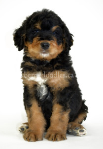 bernedoodles, bernedoodle puppies, bernedoodlees for sale, bernedoodles in canada, tri colour bernedoodles, tri colour, tri colour bernedoodles, tri colour bernedoodles, bernedoodles, bernedoodle breeders, bernedoodle breeders, bernedoodles, bernedoodles, bernedoodles. bernedoodle puppies for sale, berniedoodles, bernadoodles, bernesedoodles, bernedoodles, bernedoodles, bernedoodles, bernedoodle, bernedoodle, bernedoodle, bernedoodle, bernedoodle, bernedoodle puppies, bernedoodle breeders, bernedoodles, bernedoodle puppies, available bernedoodle puppies, available Bernedoodle puppies, tri colour bernedoodle,bernedoodle, bernedoodle, bernedoodle, bernedoodle, bernedoodles, bernedoodle puppies Ontario, bernedoodle, bernedooodle, bernedoodle, bernedoodle, bernedoodle, bernedoodle, bernedoodles, bernedoodle puppies, bernedoodle puppy, bernedoodle breeder in Canada, bernedoodle breeder in Ontario, bernedoodles, bernedoodles for sale, bernedoodles, Willow Brooke Bernedoodles, bernadoodles, available puppies, available Bernedoodle puppies, bernedoodles British Columbia, bernedoodles Alberta, bernedoodles Ontario, bernedoodles Toronto, bernedoodles Quebec, bernedoodles Nova Scotia, bernedoodles Newfoundland, bernedoodles New Brunswick, Bernese mountain dog, labradoodles, goldendoodles, bernedoodles, swiss ridge, swiss ridge kennel, swiss ridge bernedoodles, bernadoodles, berniedoodles, bernedoodles for sale, bernedoodles, bernedoodle, bernedoodle, bernedoodle, bernedoodle, bernedoodle, bernedoodle, bernedoodles, bernedoodles, bernedoodles, bernedoodle, bernedoodle puppy, bernedoodles Toronto, bernedoodles, bernedoodles, bernedoodle, bernedoodles, bernedoodle, bernedoodle, bernedoodle, bernedoodle, bernedoodle, bernedoodle, bernedoodles, bernedoodle, bernedoodles, bernedoodles, bernedoodles, Willow Brooke Bernedoodles, available Bernedoodle puppies, Bernedoodles Canada, bernedoodle, burnadoodle, berniedoodle, bernadoodle, bernadoodle, bernedoodle, bernedoodles, Bernedoodles, Bernese Mountain Dog, Poodle, Standard Poodle, Moyan Poodle, Mini Bernedoodle, Medium Bernedoodle, Standard Bernedoodle, Bernedoodles, bernedoodle, Bernedoodle Canada, bernedoodles bernedoodles bernedoodles, bernedoodles, Willow Brooke Bernedoodles, available bernedoodles, available Bernedoodles, Bernedoodles, bernedoodles, bernedoodle, bernedoodle, bernedoodles, bernedoodle, bernedoodle, bernedoodles, bernedoodle puppy, bernedoodle, bernedoodle, bernedoodles, bernedoodles, bernedoodle, bernedoodle, bernedoodles, bernedoodle puppies, bernedoodle breeder, Ontario bernedoodle puppies, bernedoodles for sale, available bernedoodle puppies, bernedoodle litters, bernedoodles in New York, bernedoodle, bernedoodle puppy, bernedoodle puppies, bernedoodles Ontario, bernedoodle, bernadoodle, bernadoodle, bernedoodles, bernedoodle puppies for sale, puppies for sale, bernedoodle, berniedoodle, bernedoodles in ontario, bernedoodles in Canada